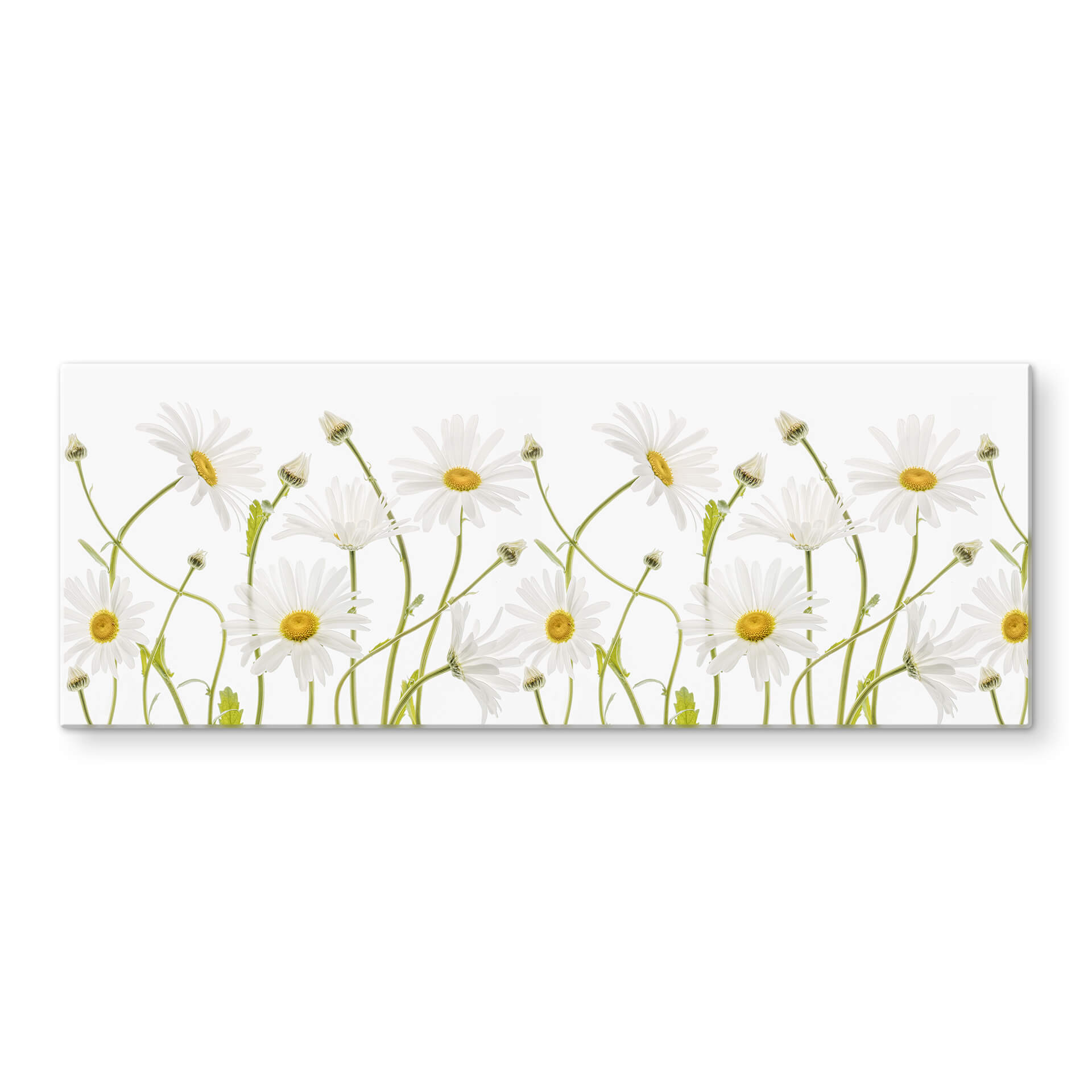 Glasbild Disher - Ox eye Daisies - Panorama