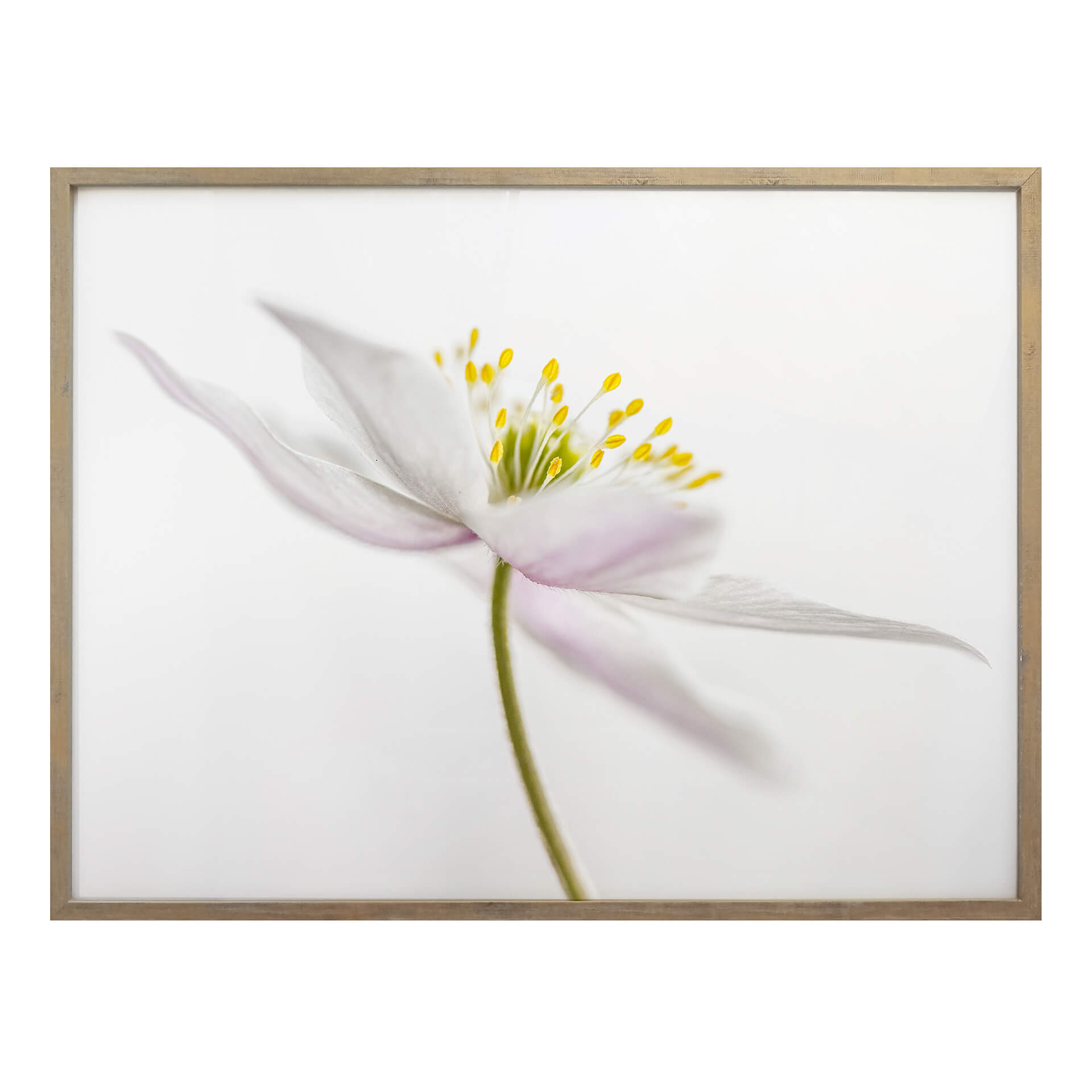 Plakat Disher - Nemorosa