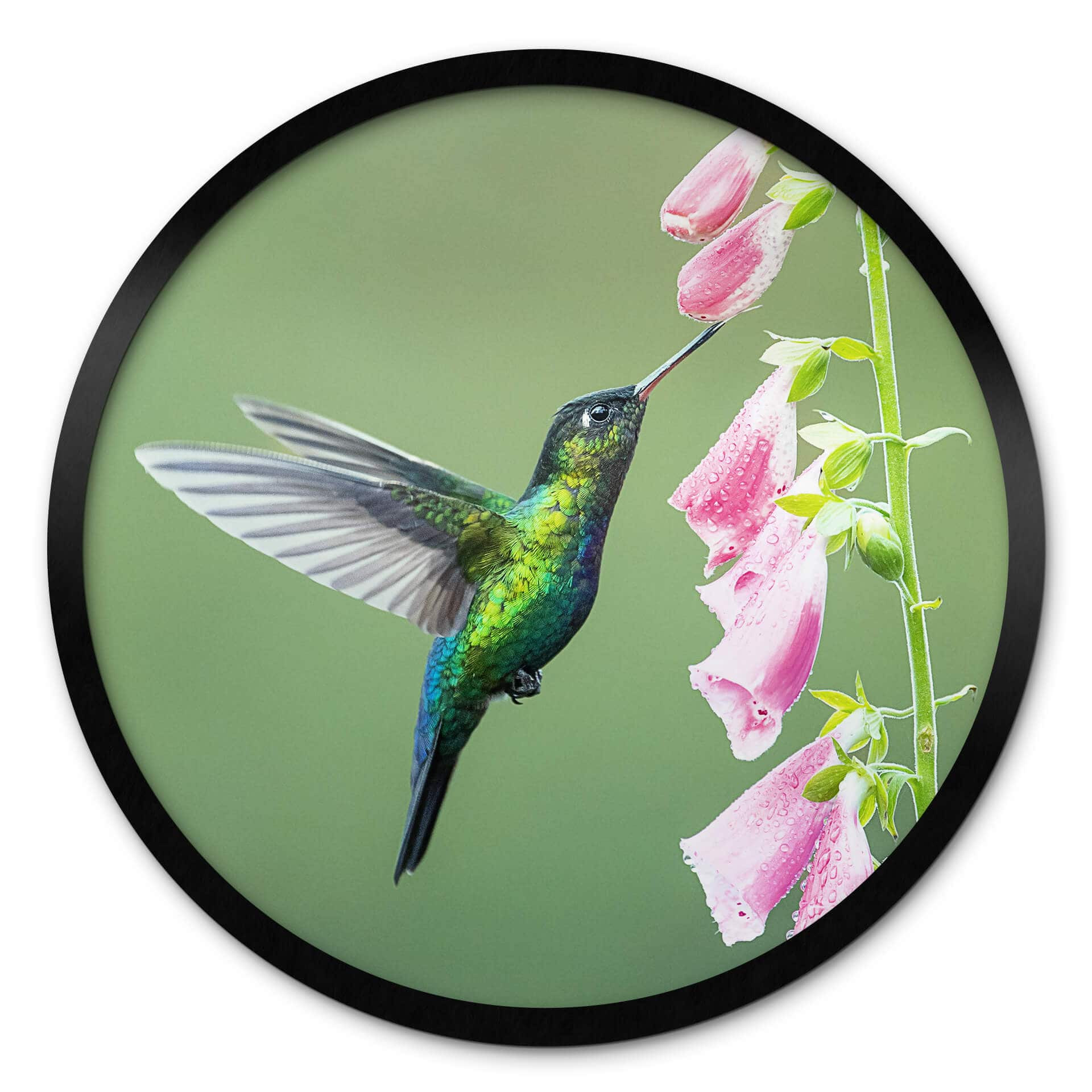 Poster rond van Duijn - Colibri dans la magie des fleurs roses