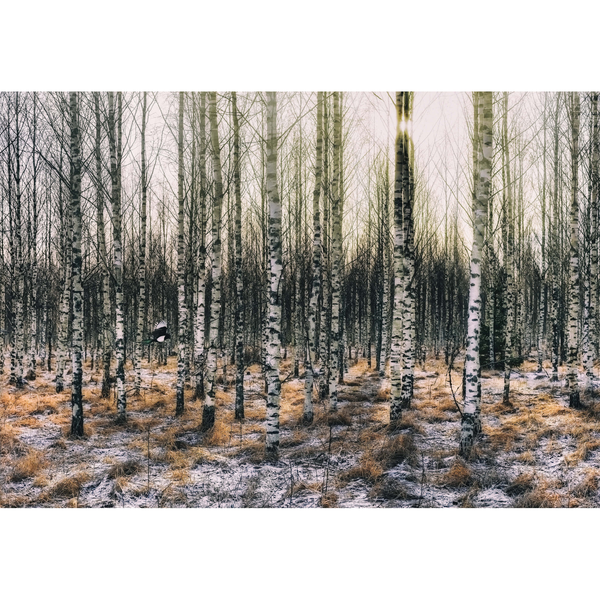 Fotobehang - Zon in het Berkenbos