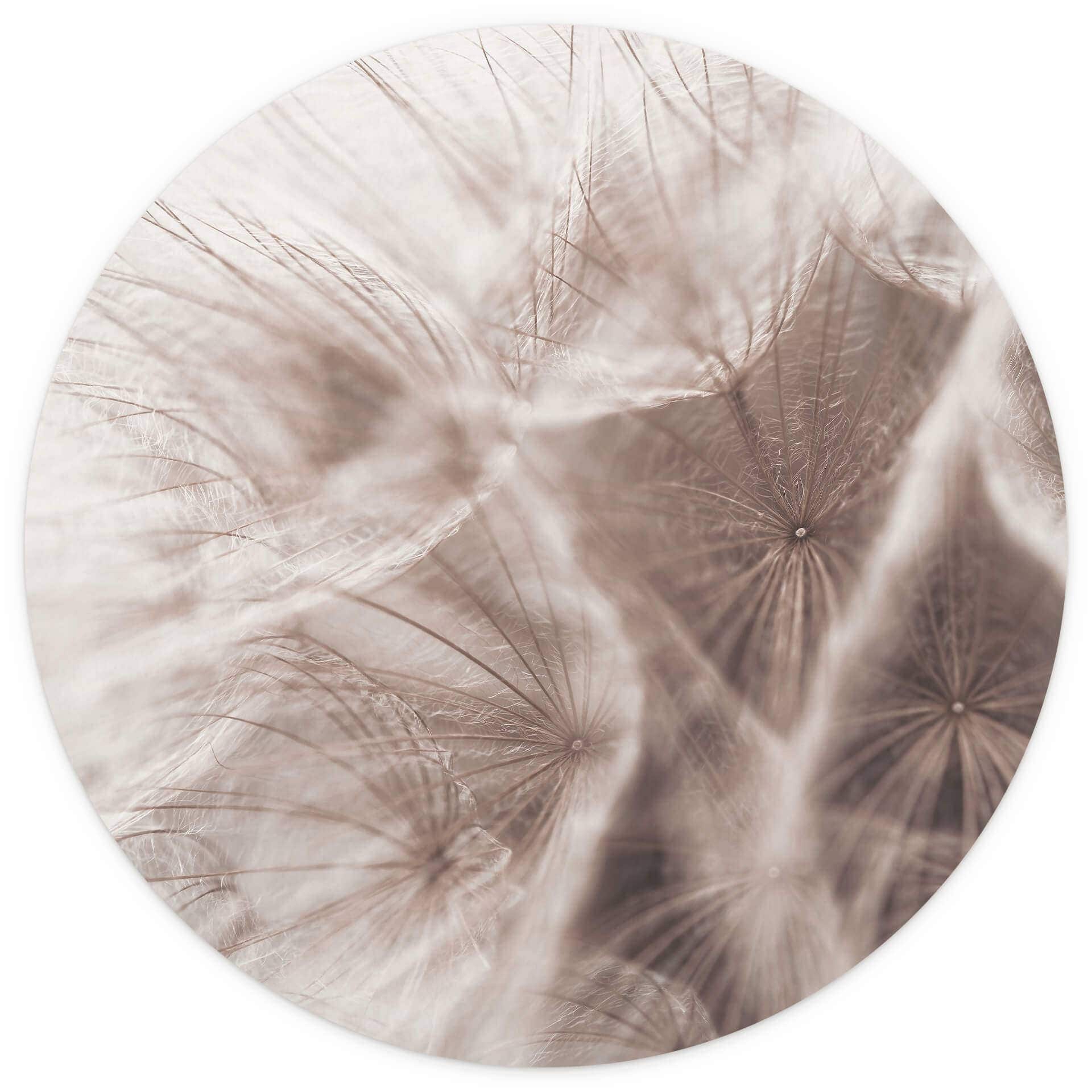 Behangcirkel Paardebloemen Close Up - vliesbehang/zelfklevend vliesbehang