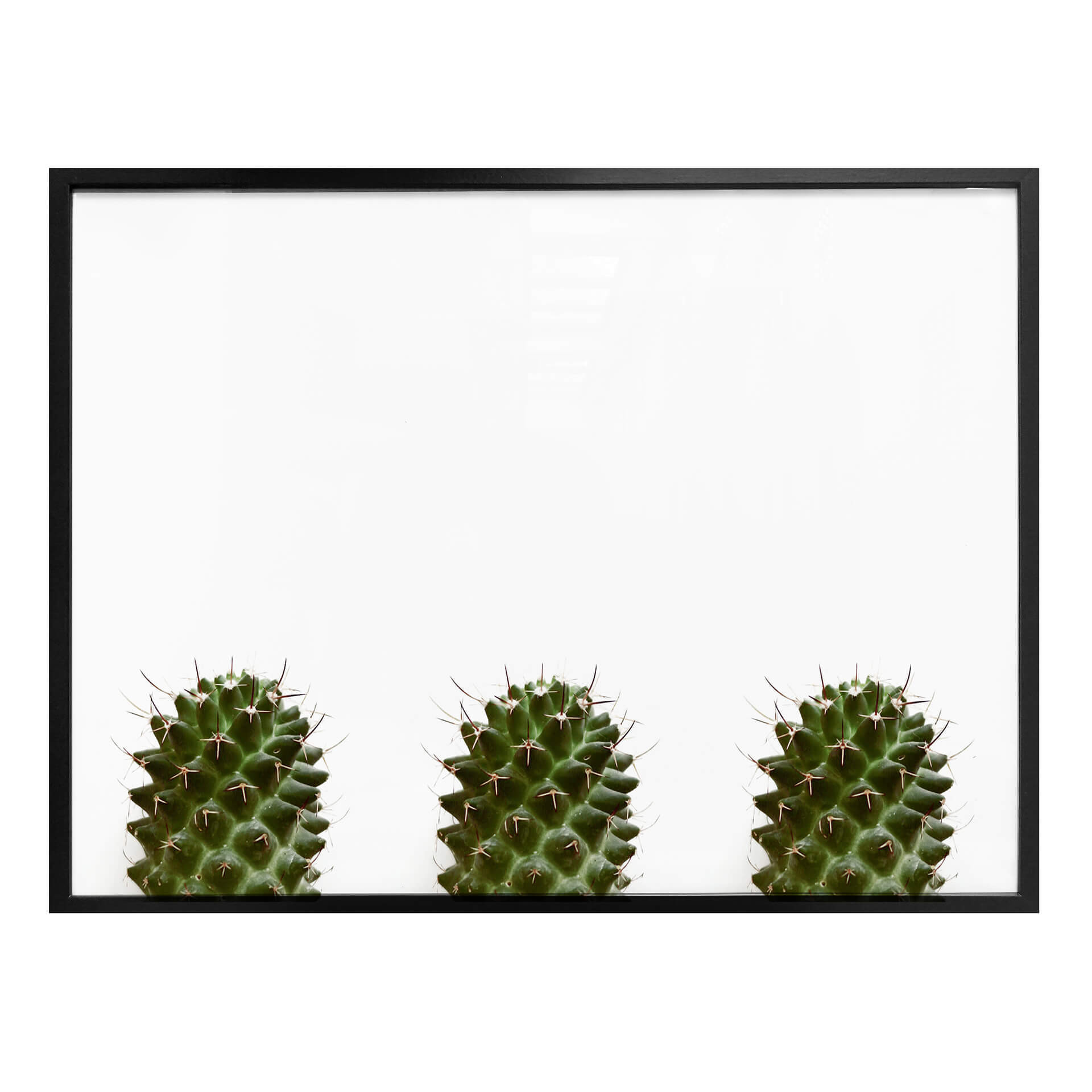 Plakat Mój mały kaktus - Trio
