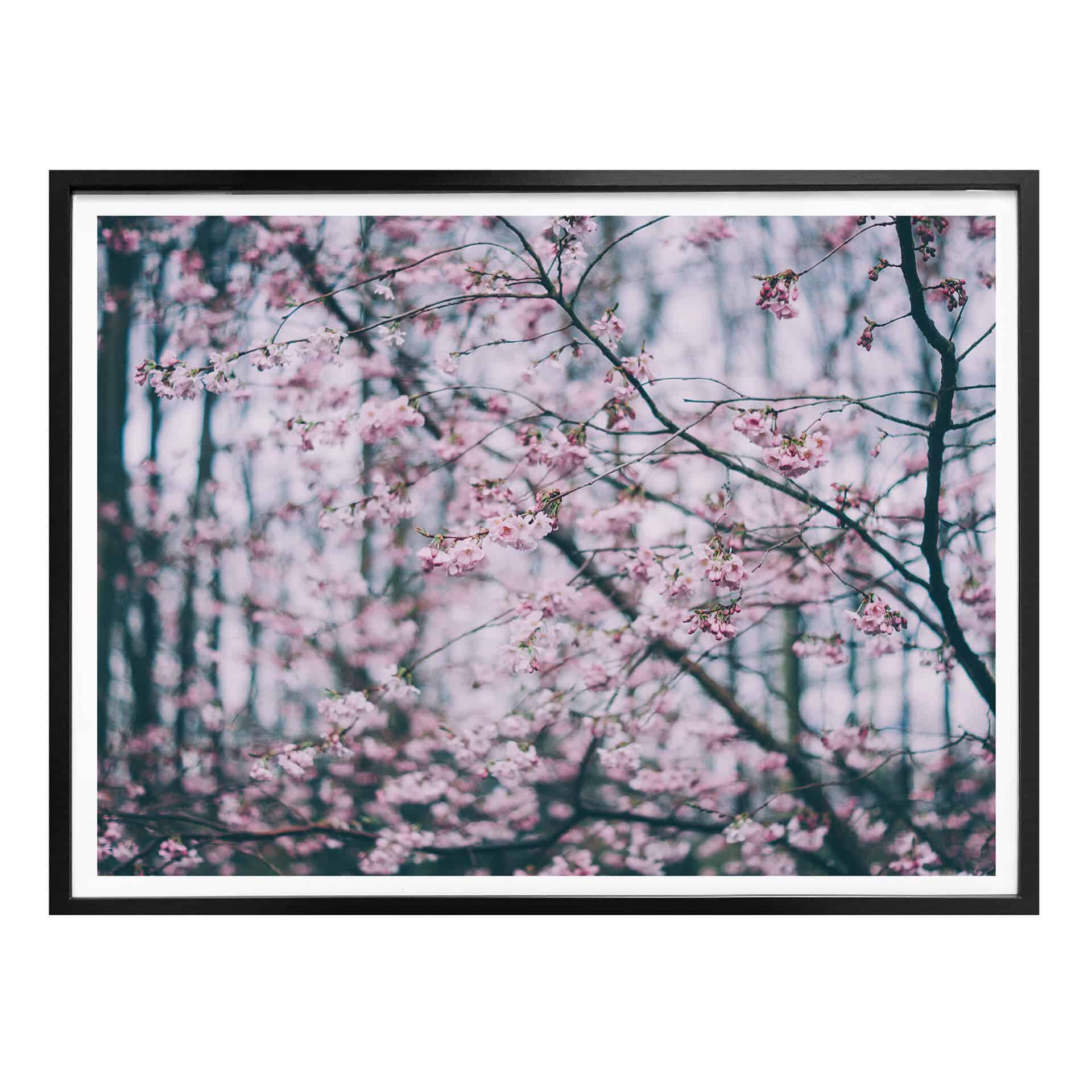 Poster Pink Flower Dream 03