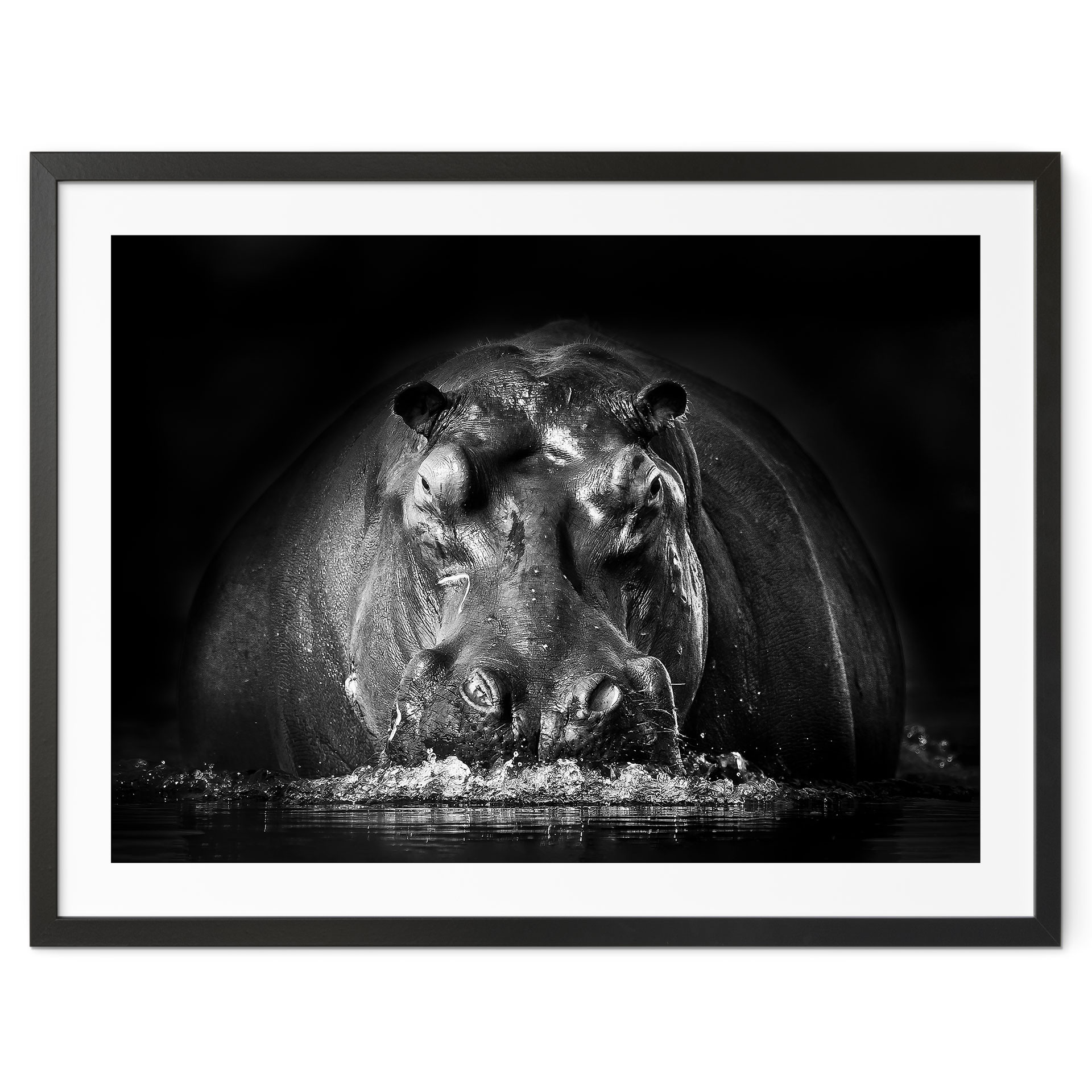 Poster Golob - Hippopotame qui Souffle | Photographie Animalière Noir et Blanc