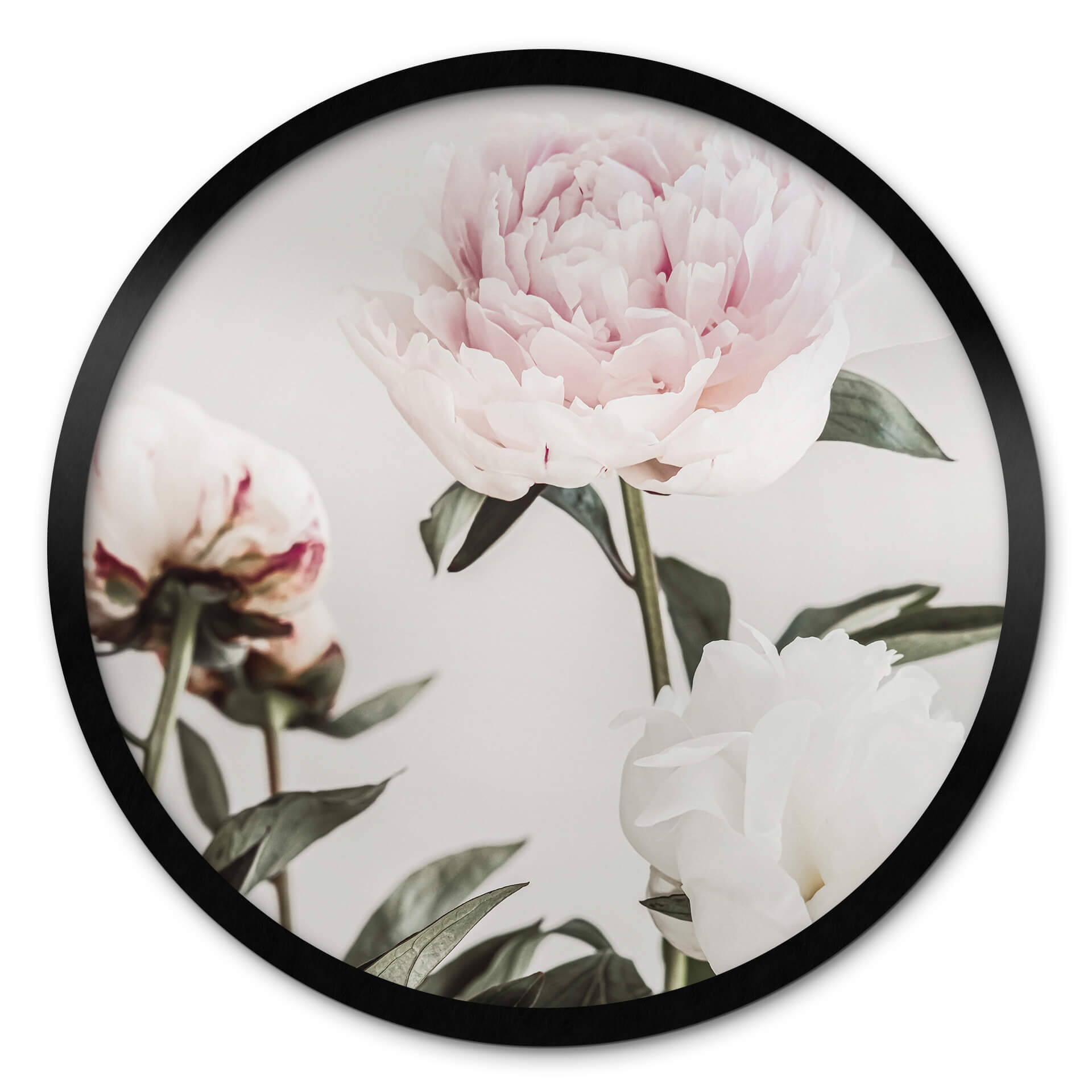 Poster rond 1X Studio - Trois pivoines en fleurs