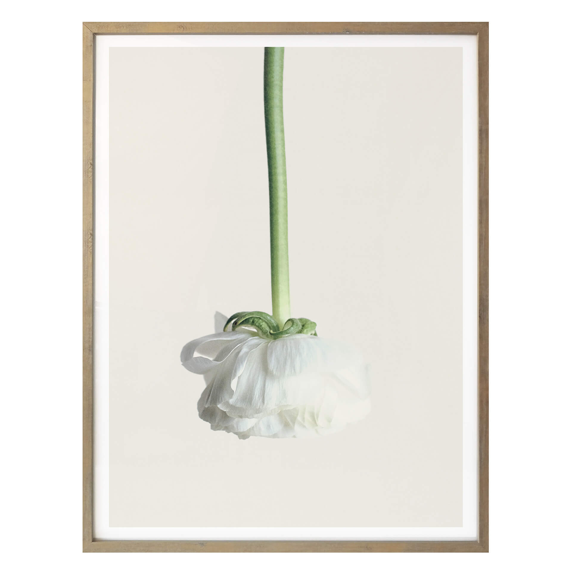 Plakat Ranunculus 02