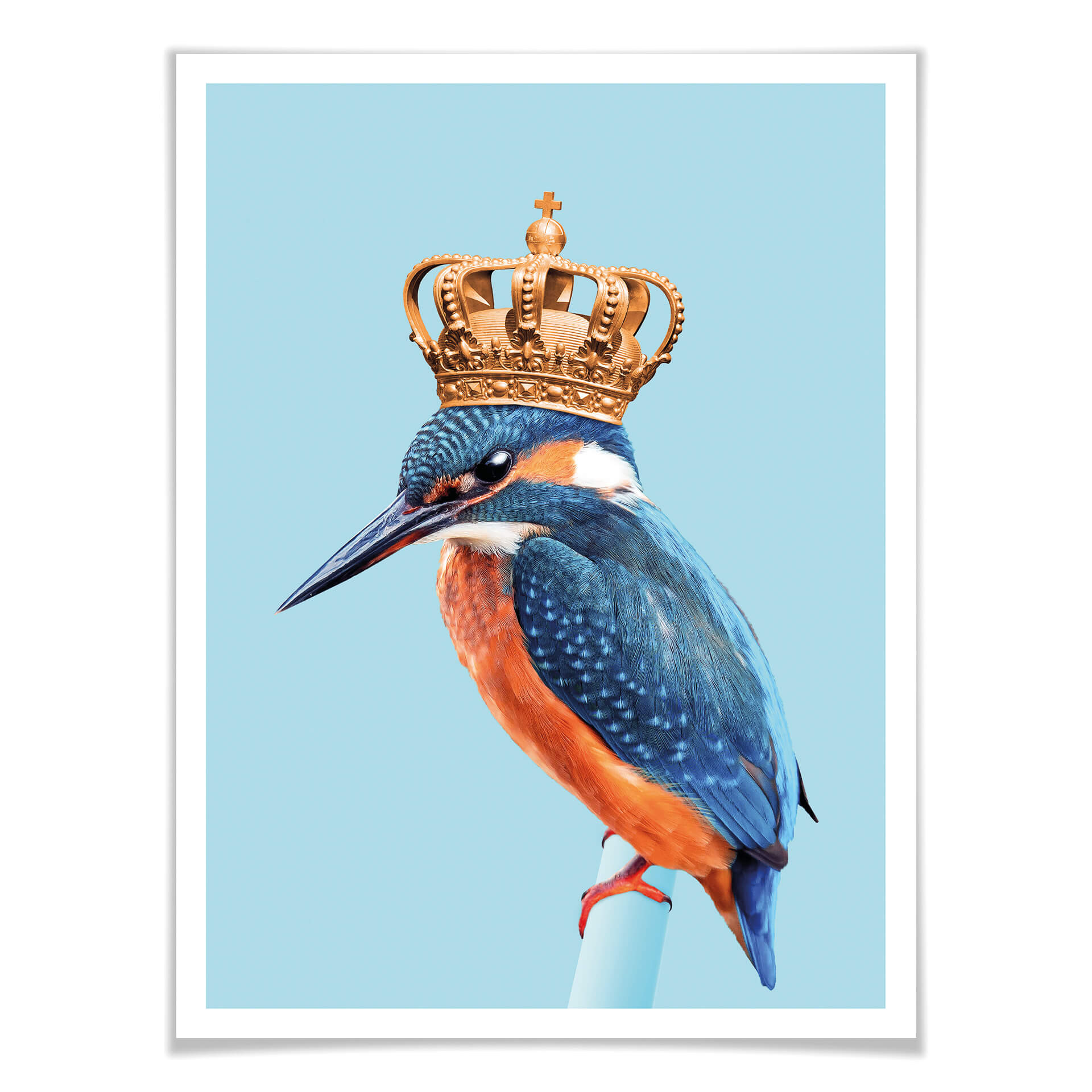 Plakat Loose - Kingfisher