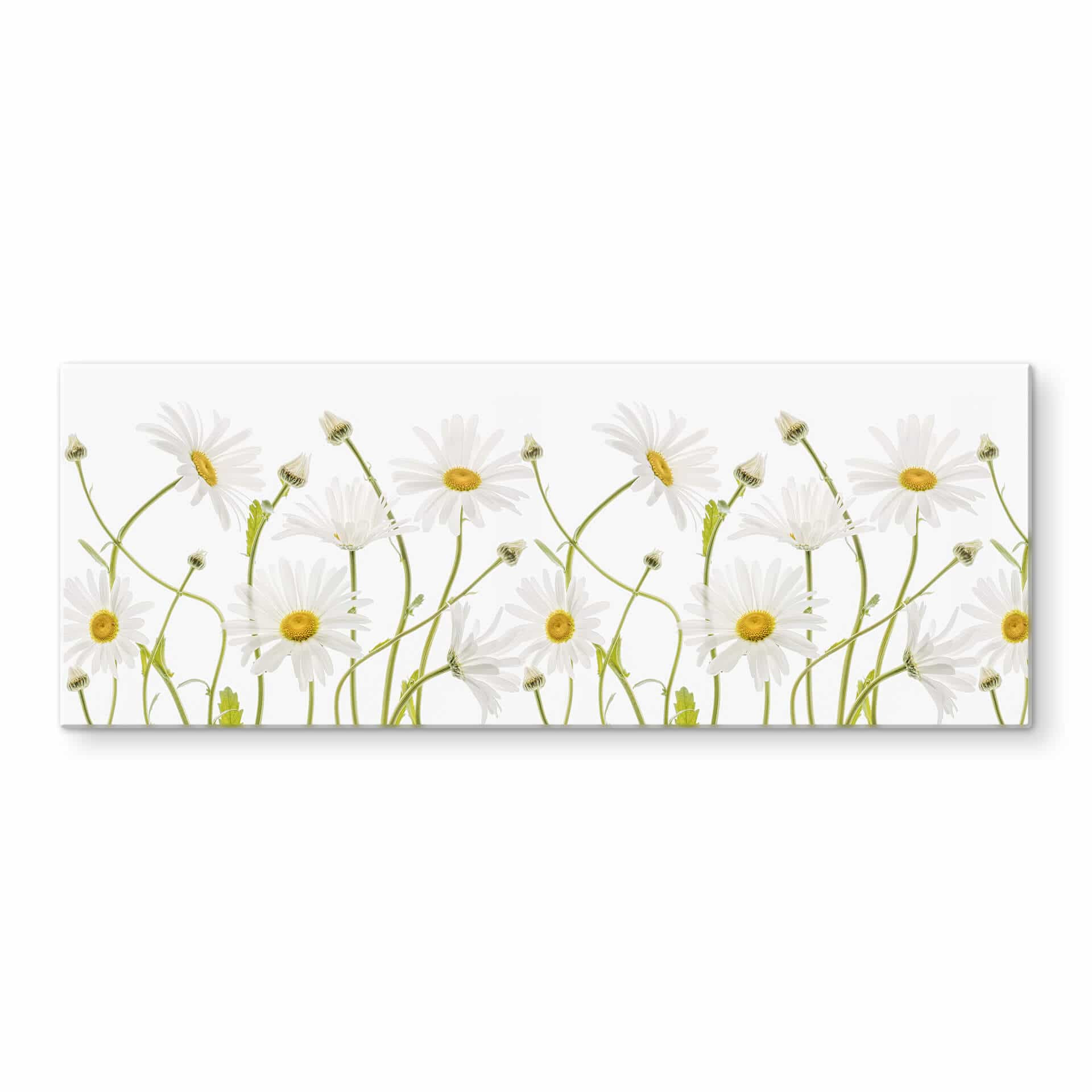 Spritzschutz Disher - Ox eye Daisies - Panorama