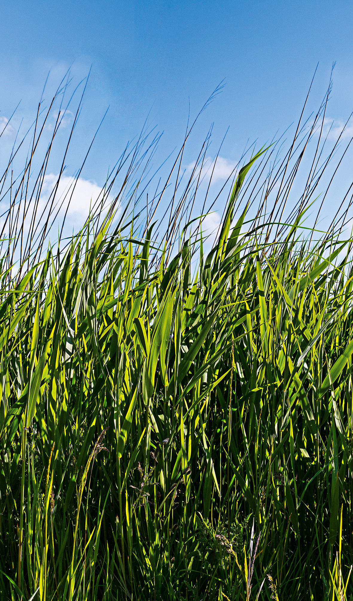 Fotobehang met gras en blauwe lucht Groen, Blauw, Bloemig 2.70 x 1.59 m