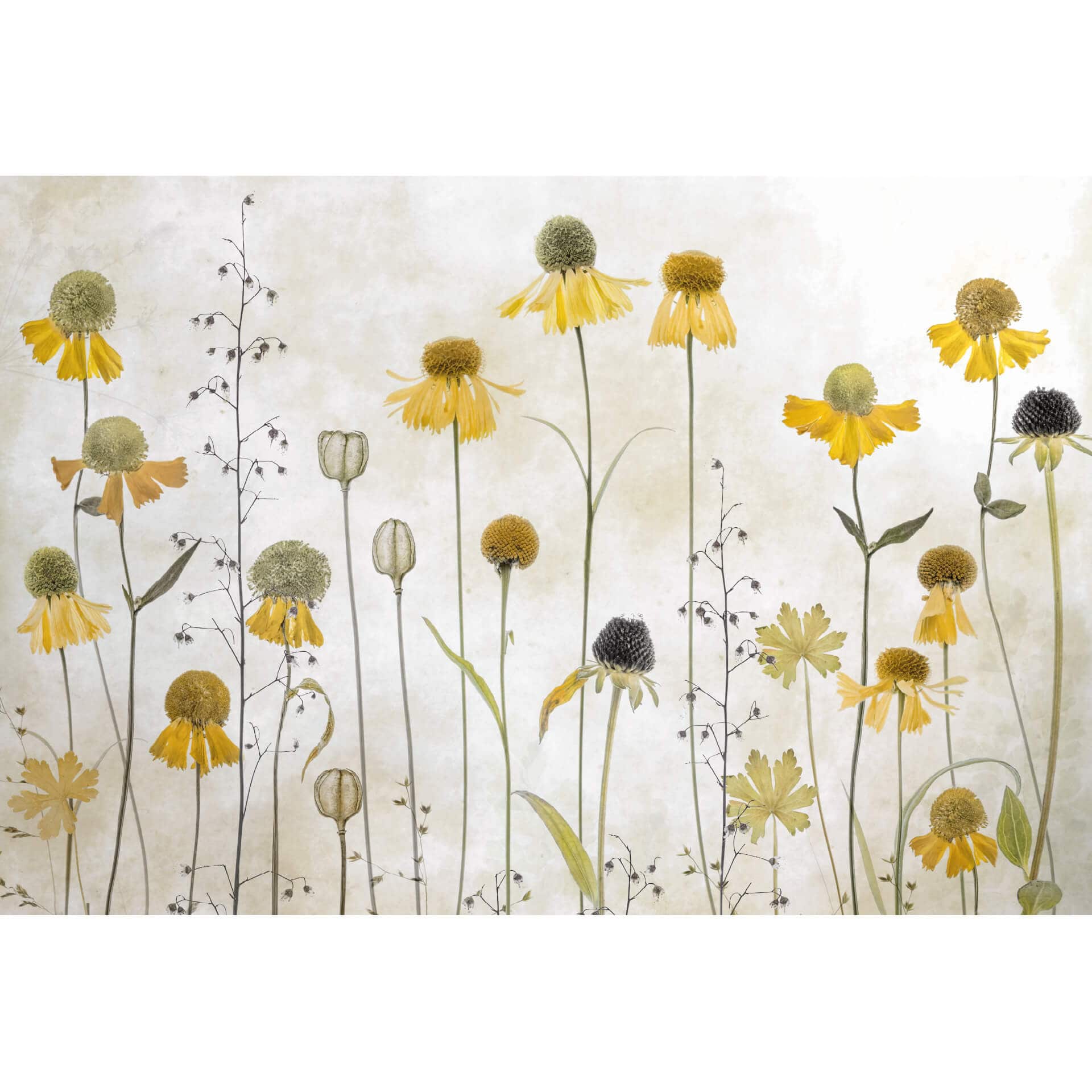 Fotobehang Disher - Zomerbloemen