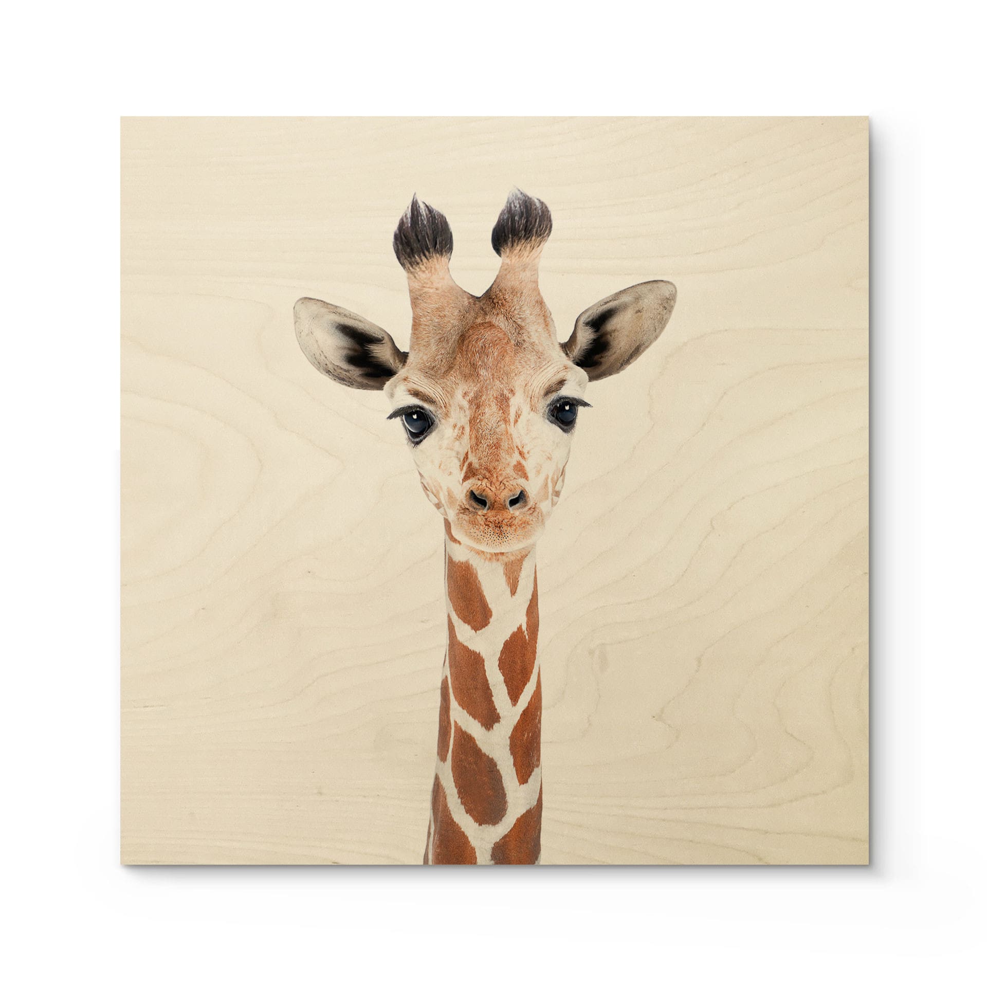 Stampa su legno Sisi & Seb - Baby Giraffe