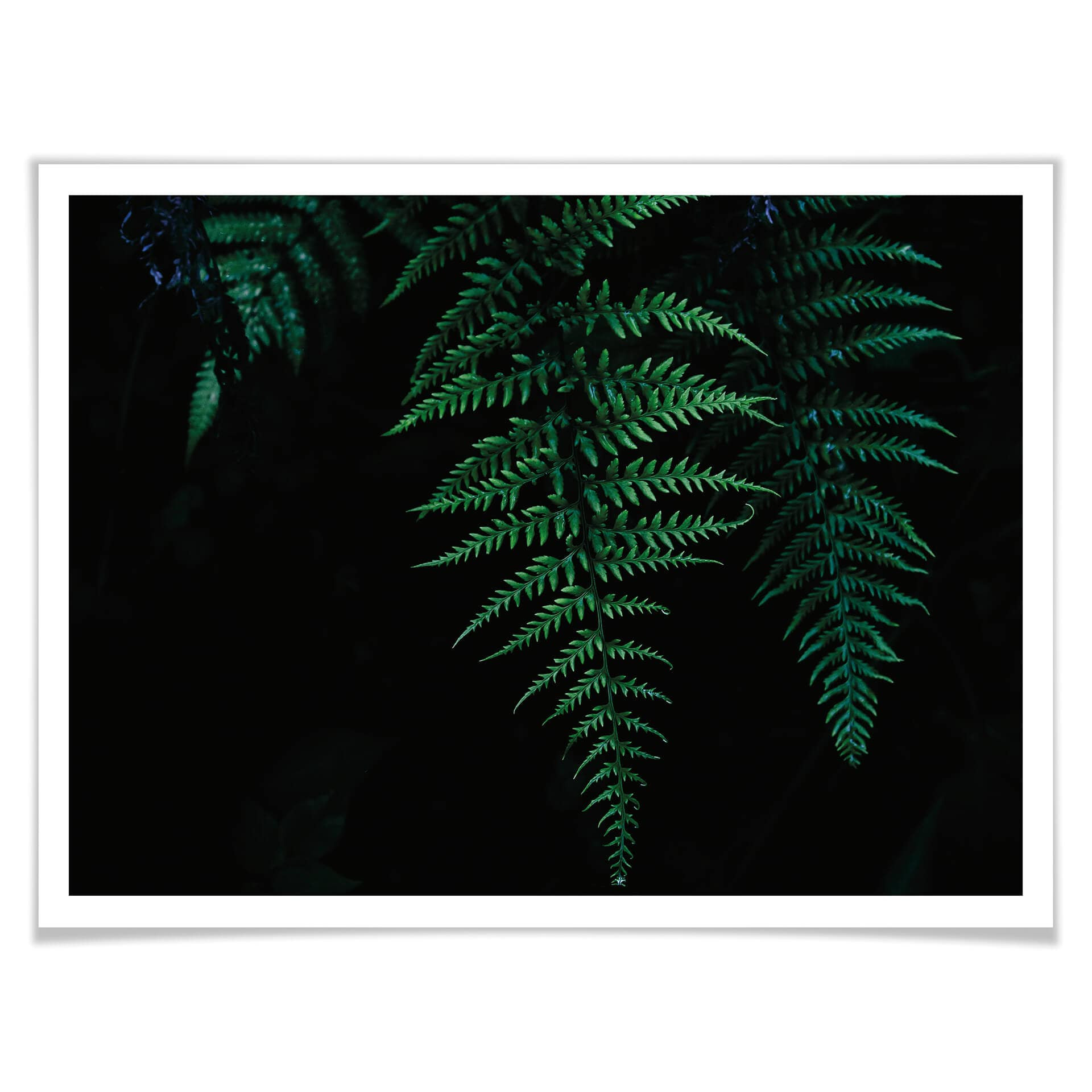 Poster Farn 03