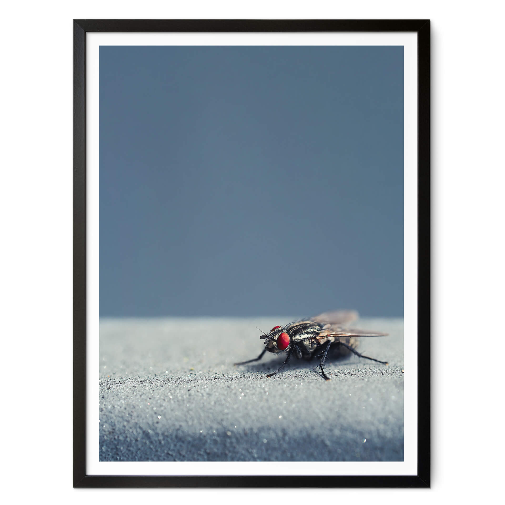 Plakat brązowy - Motyl domowy na niebieskim tle