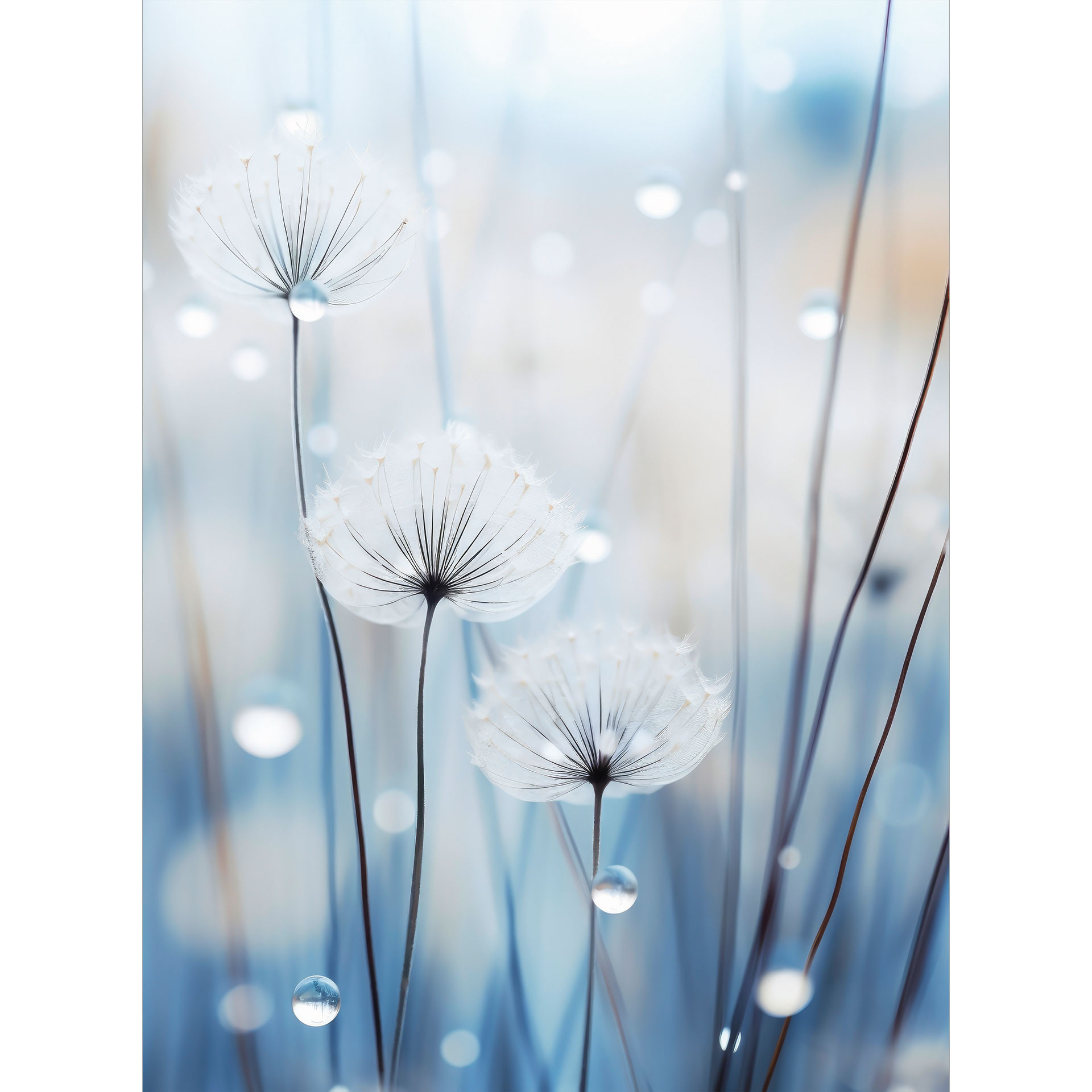 Dauwparels op paardenbloemen | Blauw bloemenbehang - Treechild