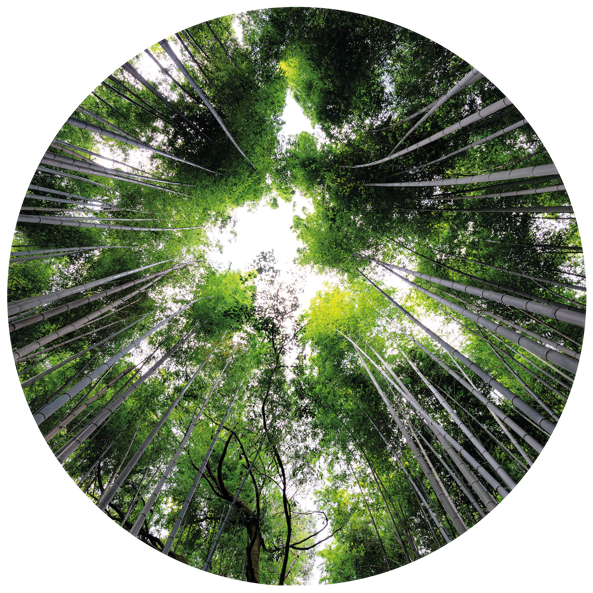 Papier peint photo rond Hugonnard - Forêt au Japon - papier peint intissé/papier peint intissé autoc
