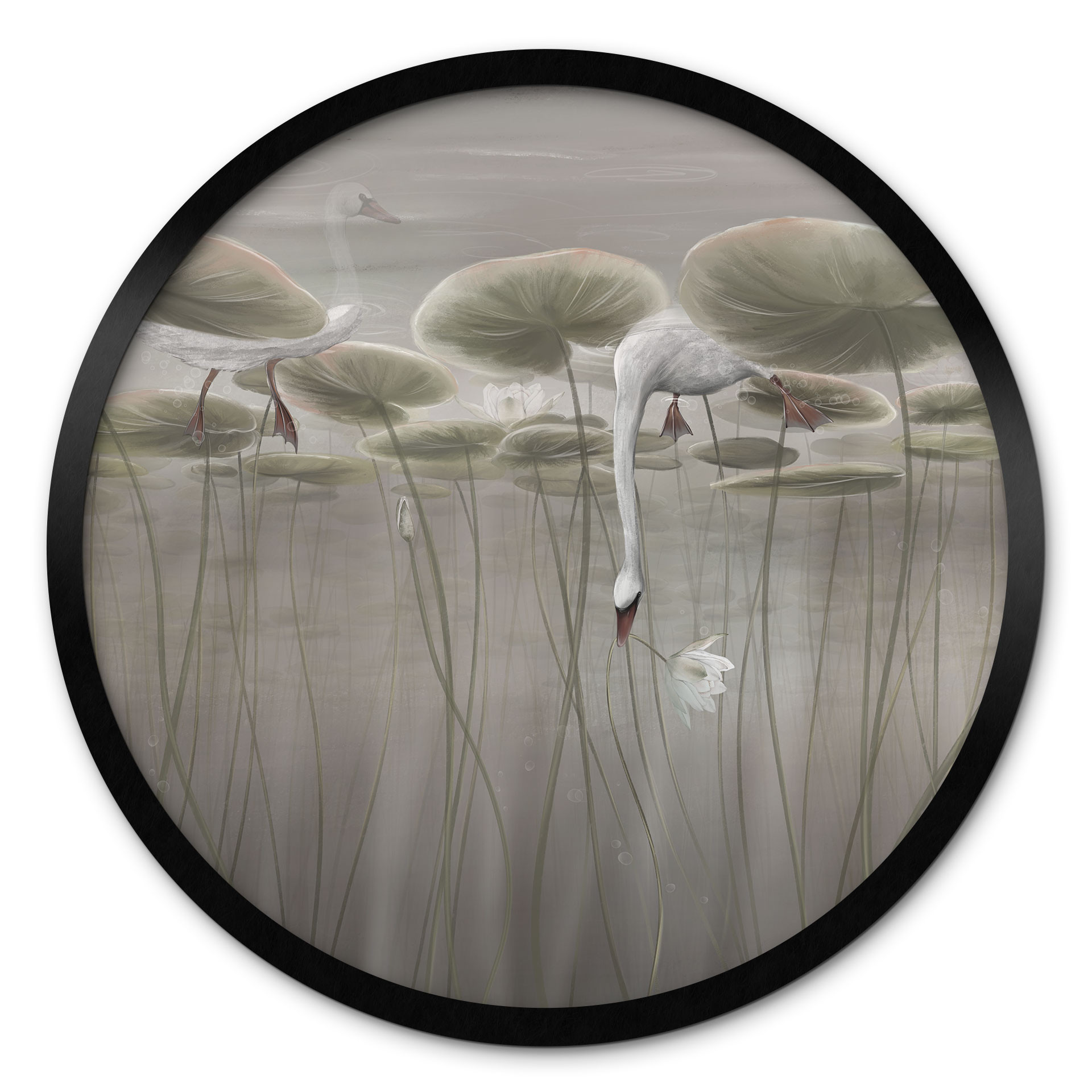 Poster Lotusblumen mit Schwan im Wasser in Grau - Ms Tiff - Rund