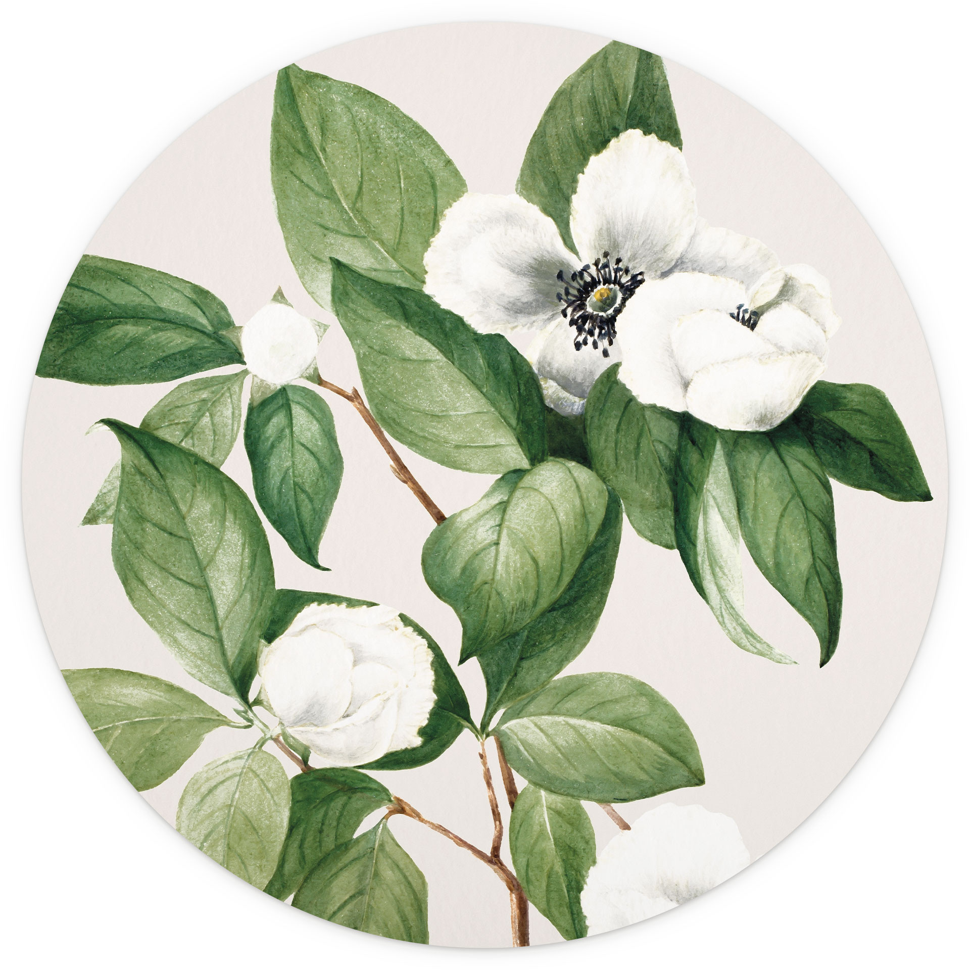 Botanische Fotobehang illustratie van een schijncamelia - Walcott - Rond - vliesbehang/zelfklevend v