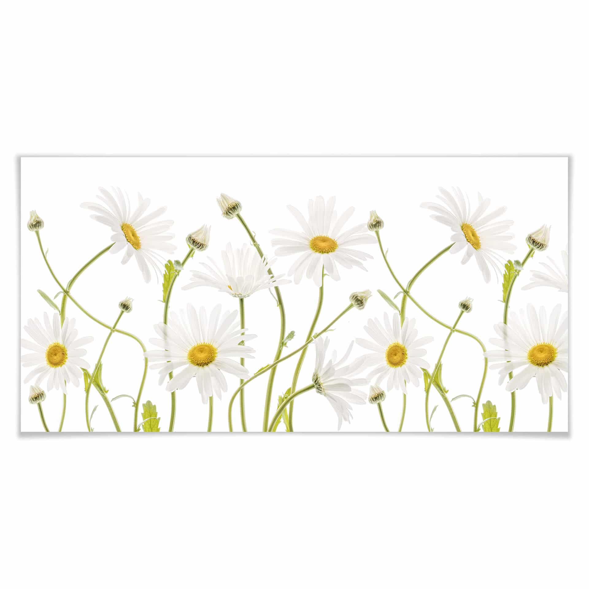 Plakat Disher - Ox eye Daisies - Panorama