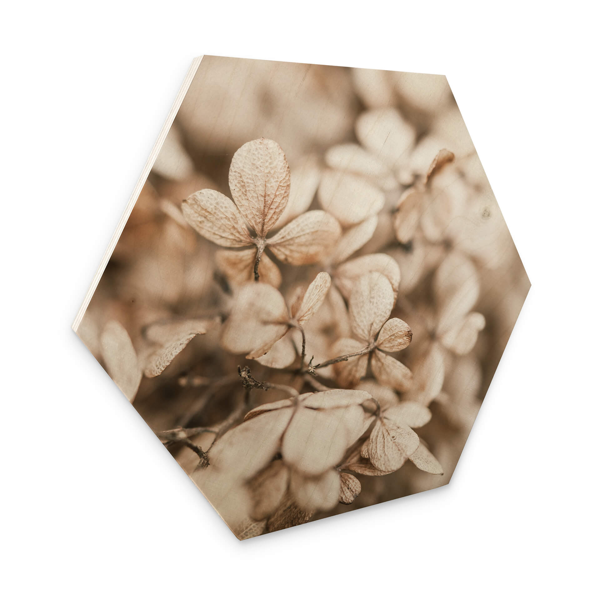 Esagoni in legno Annie - Fiori di velluto