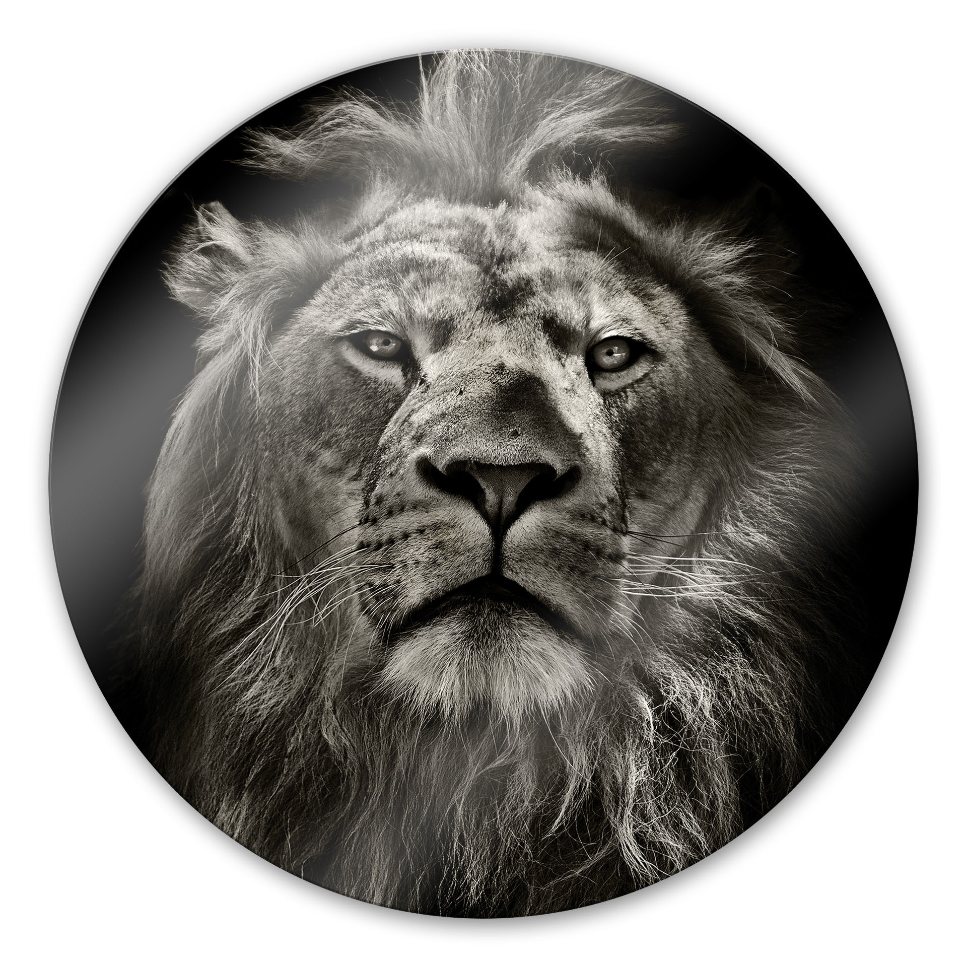 Tableau en verre - Lion - rond
