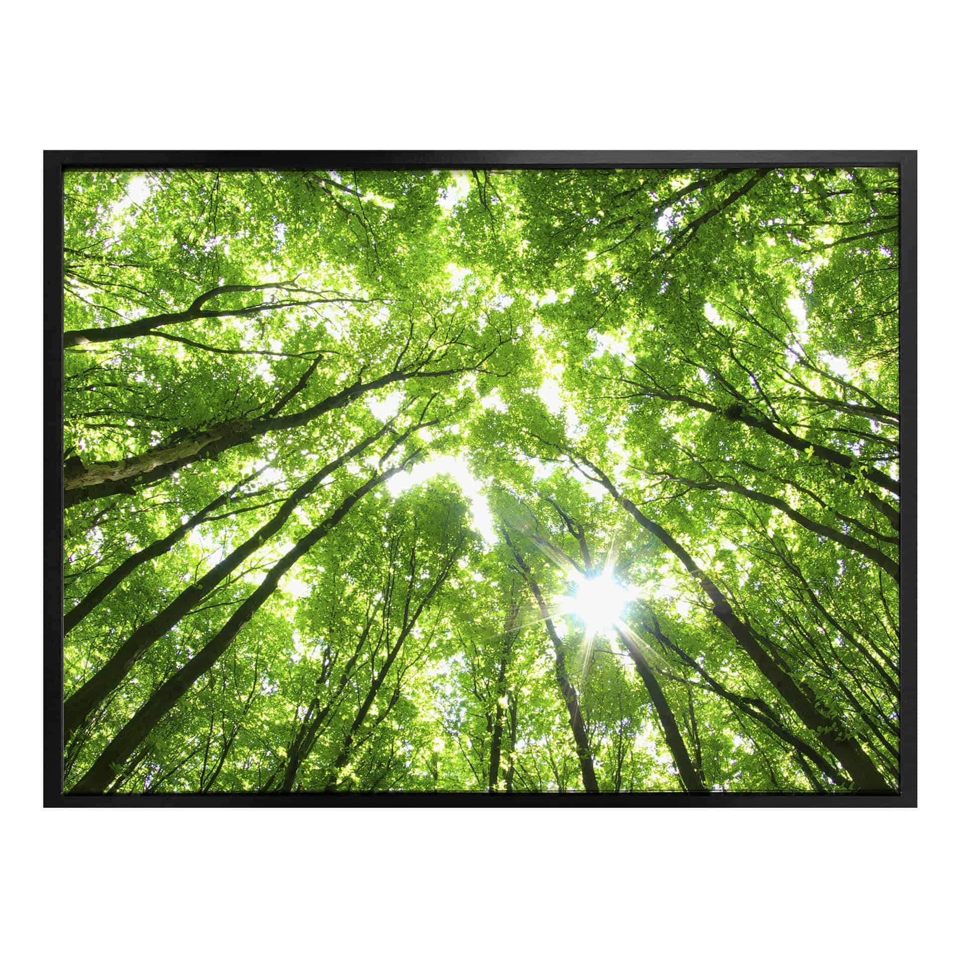 Poster - Sunny Forest 2