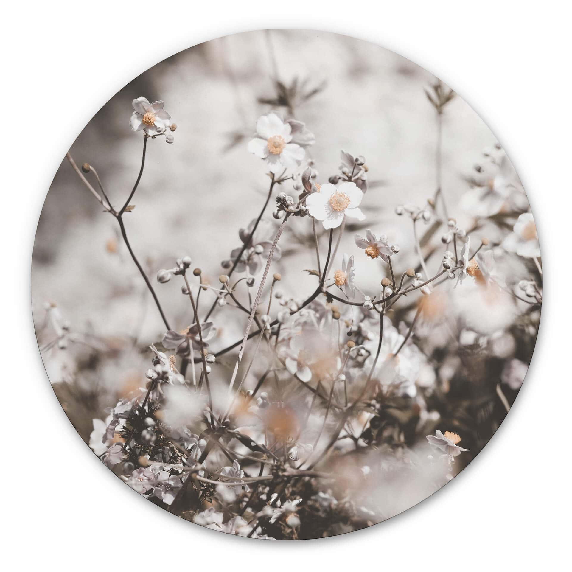 Tableau sur alu-Dibond Annie - Fleurs sauvages - Rond