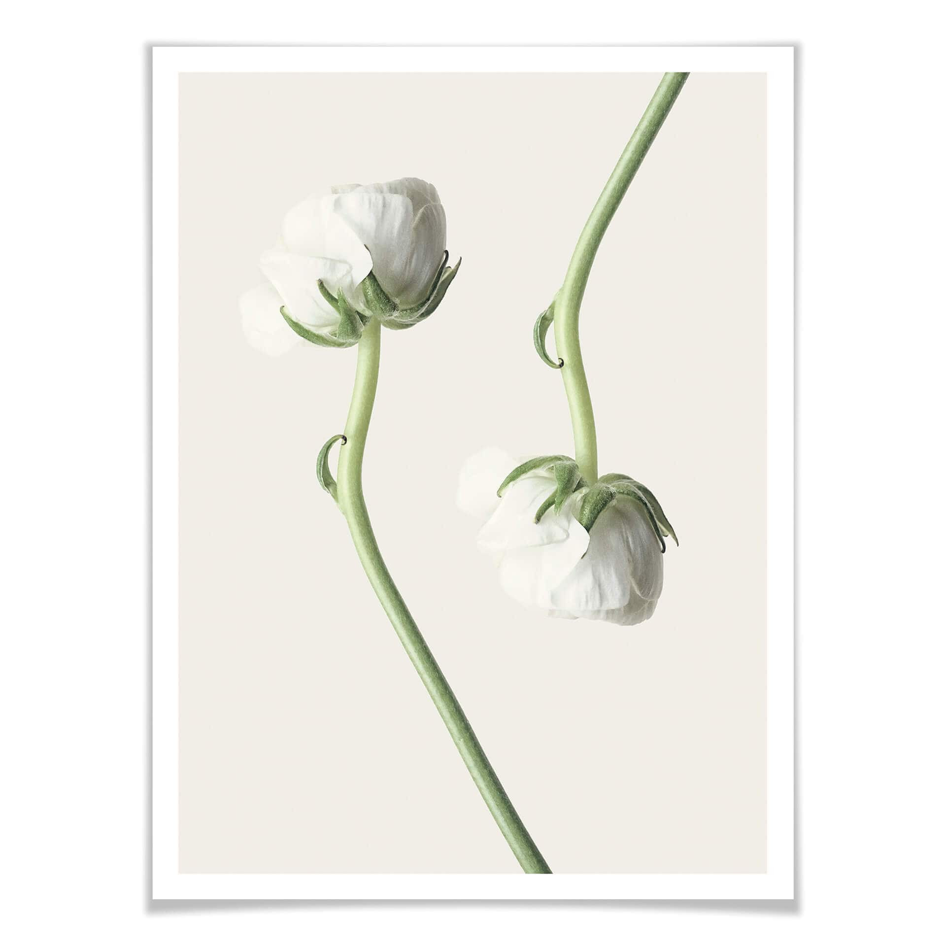 Plakat Ranunculus 04