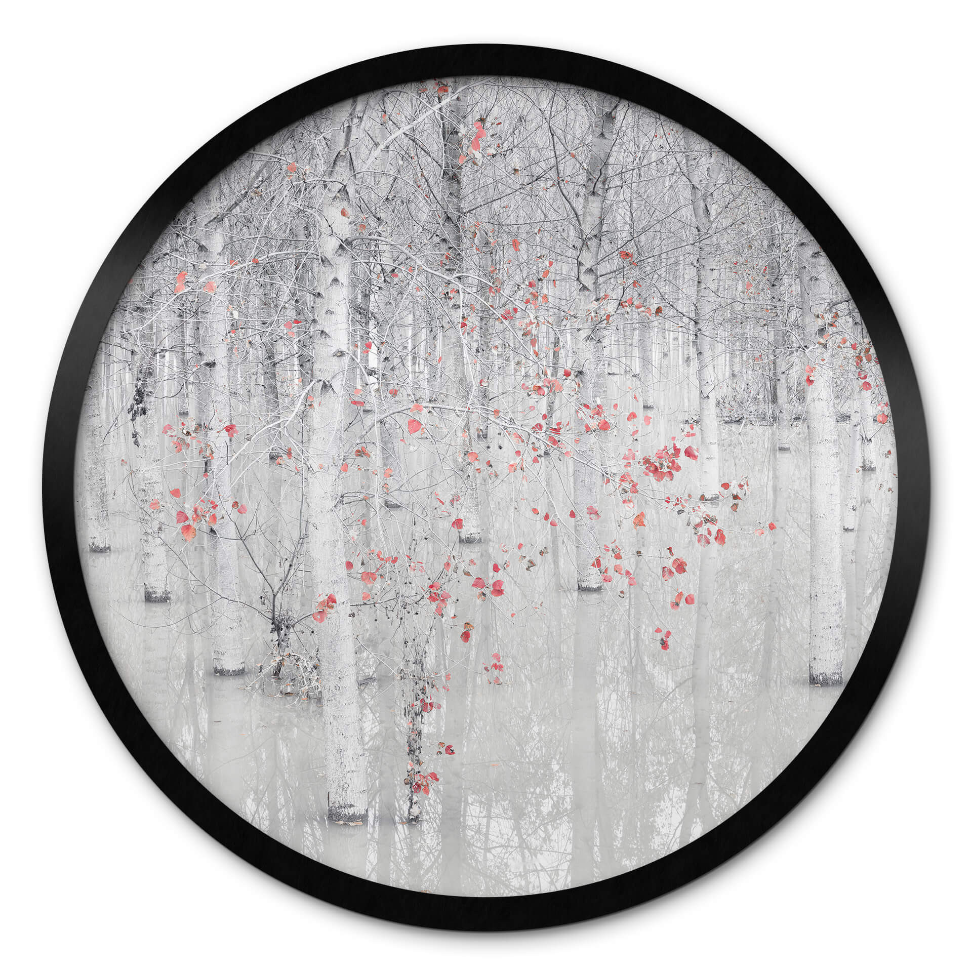Poster rond Carozzi - Forêt de bouleaux blancs aux feuilles rouges