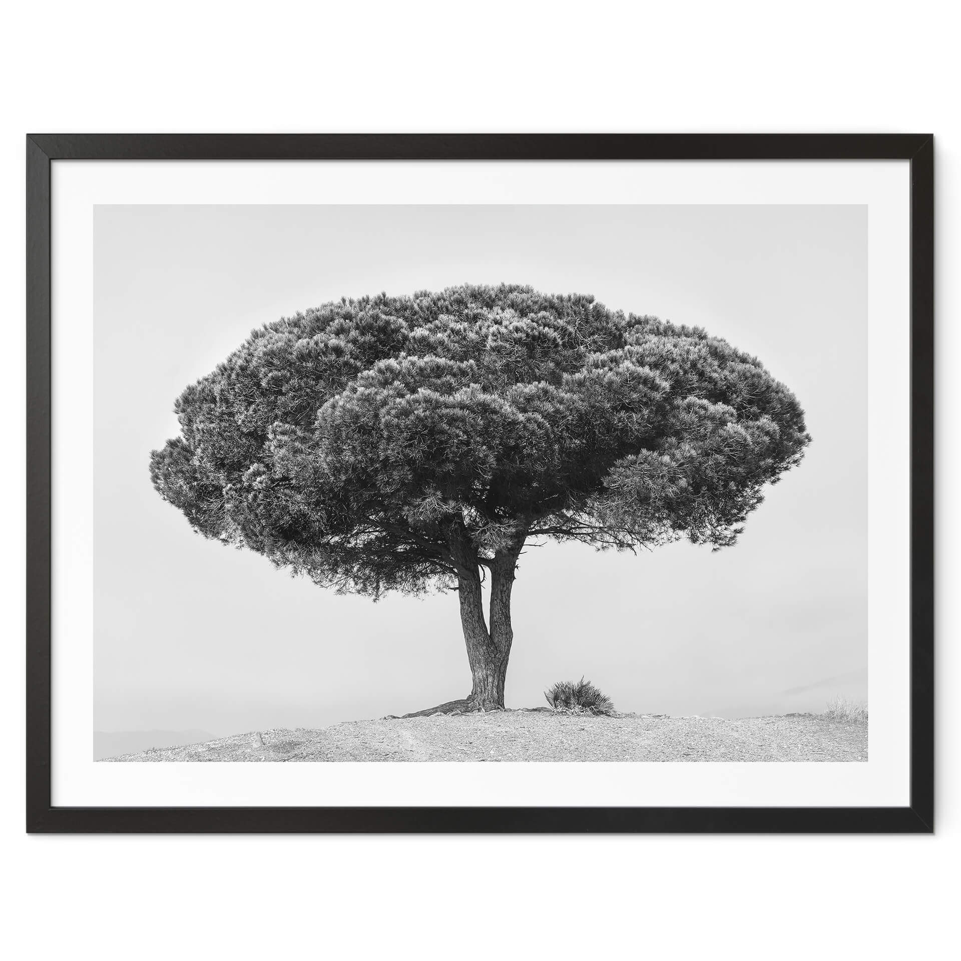 Poster Martin - Arbre en noir et blanc