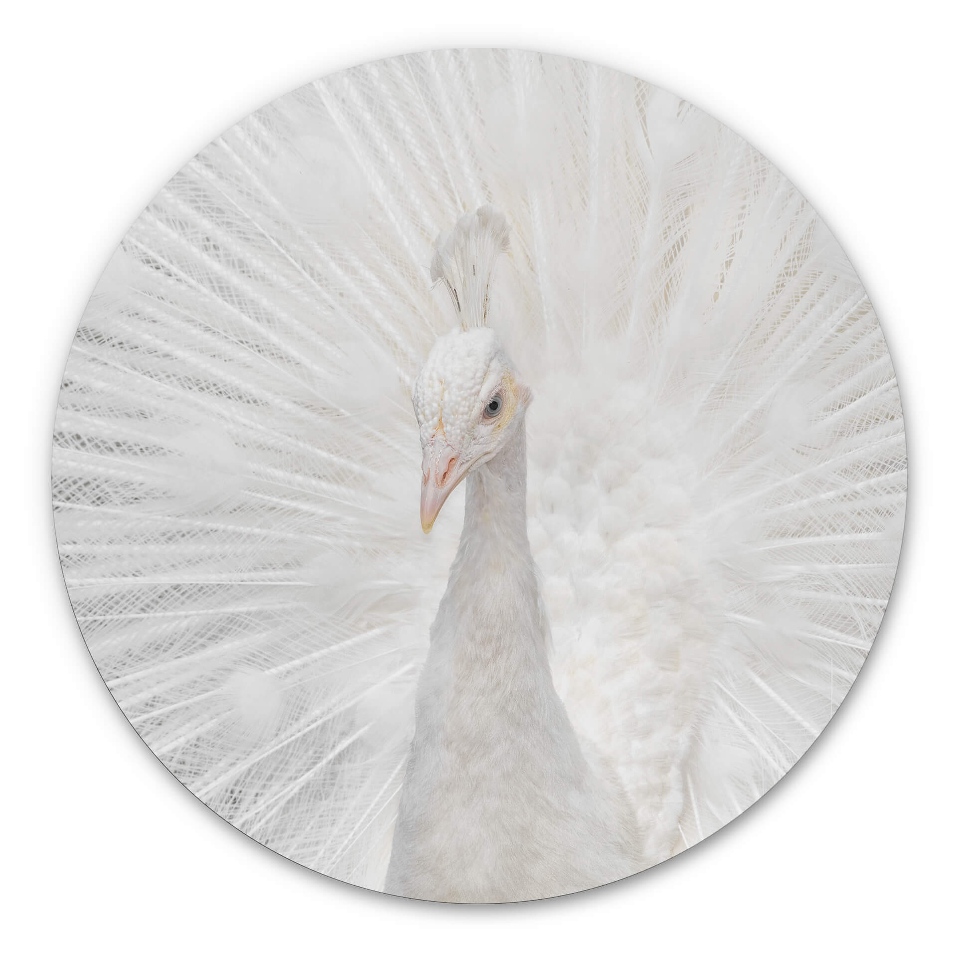 Tableau sur alu-Dibond Fegari - Paon blanc - Rond