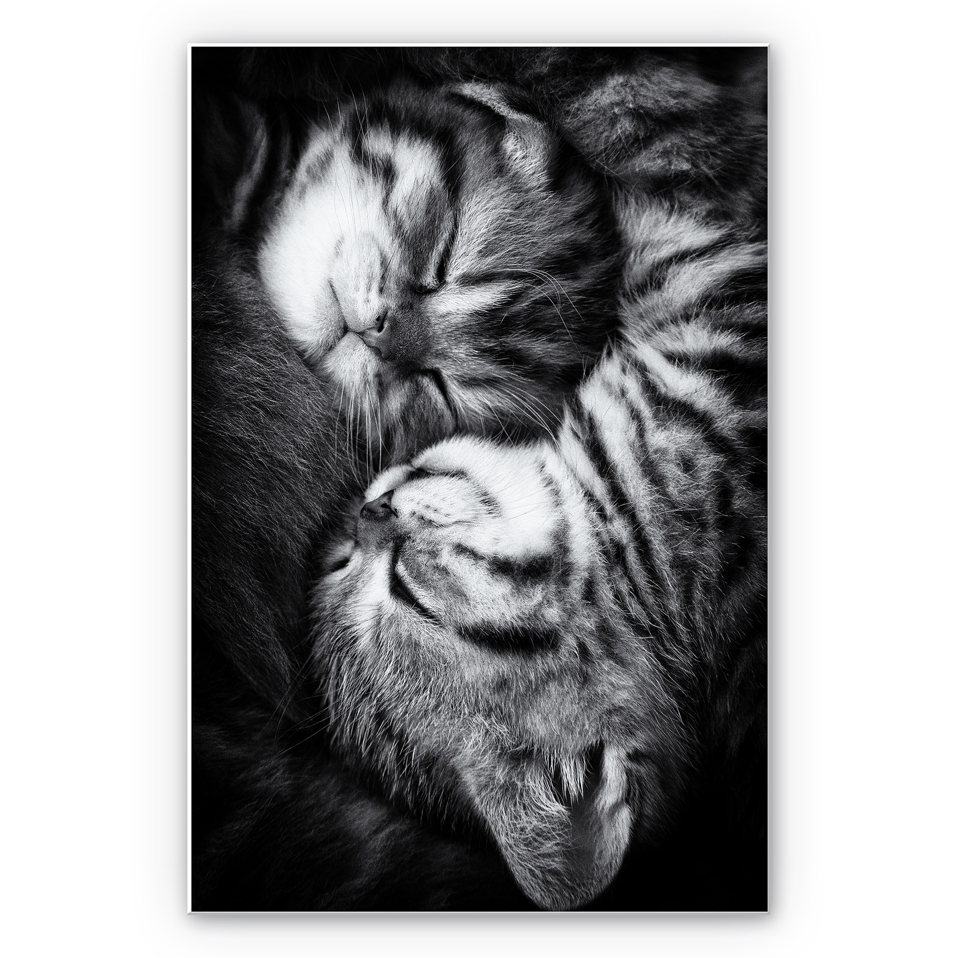 Tableau Forex - Jancova - Sweet Kitten