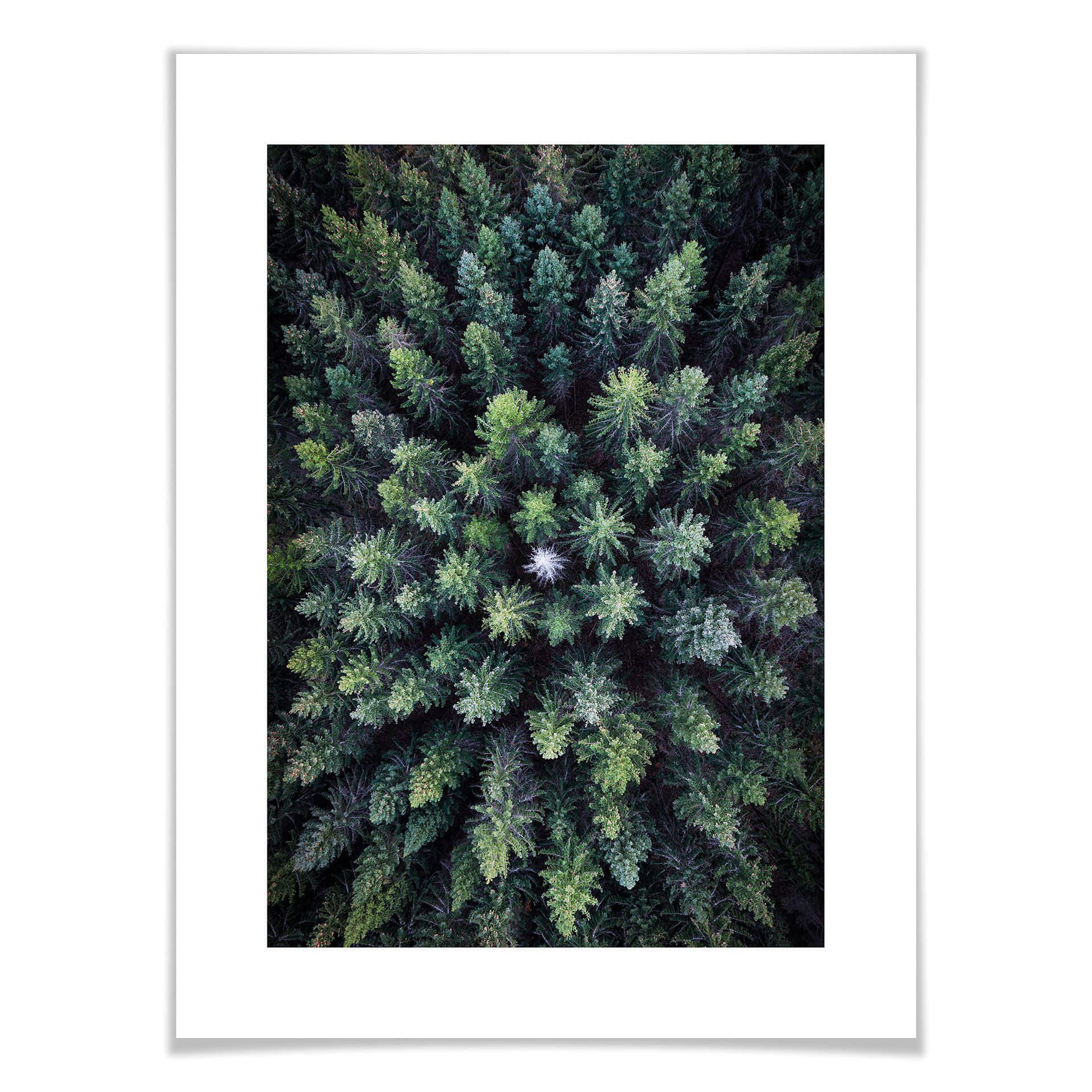 Plakat Lindsten - Treetops