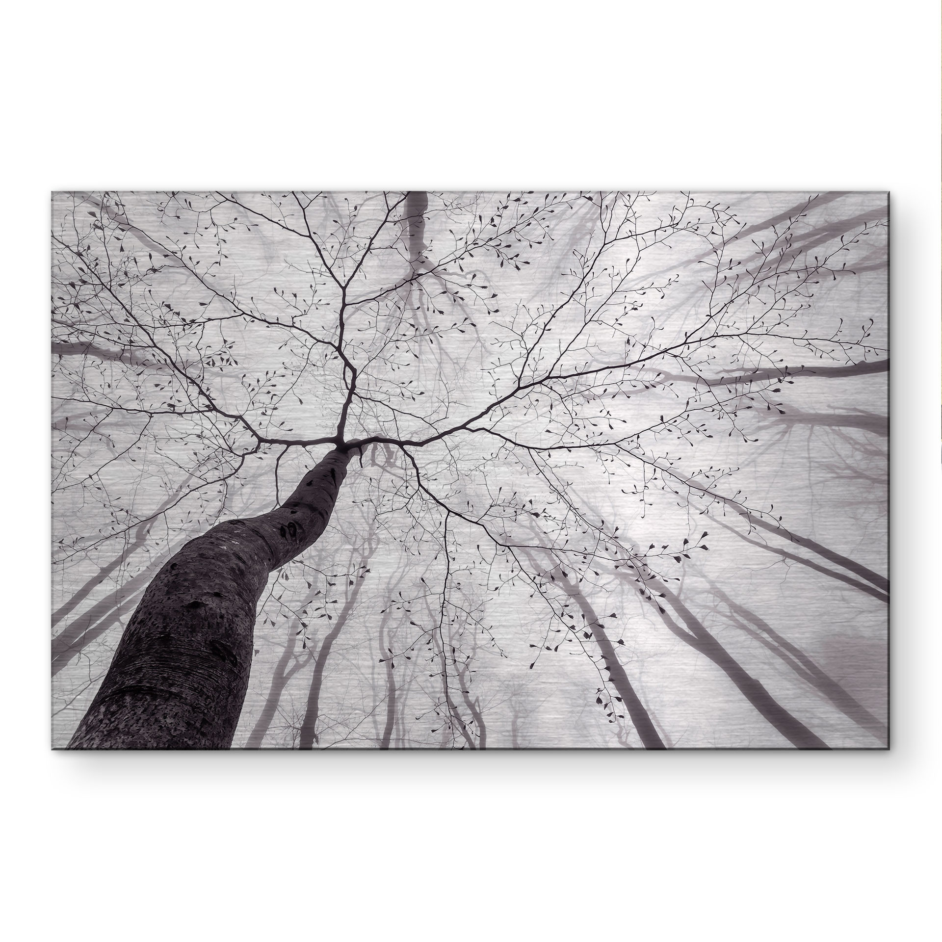 Alu-Dibond brossé avec Effet Doré, Argenté & Cuivré - Un regard vers les cimes des arbres - Pavlasek
