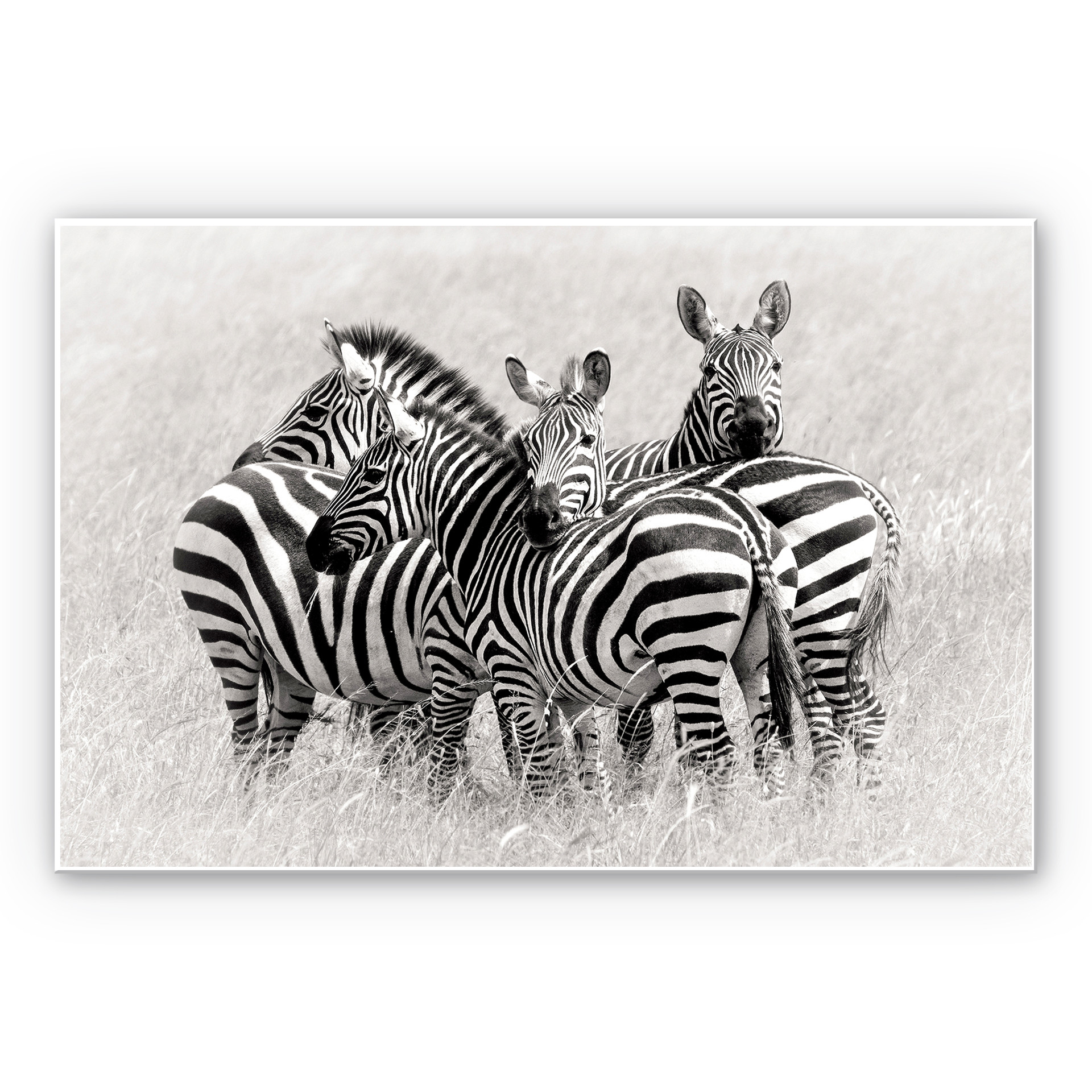 Tableau Forex - Trubitsyn - Zèbres dans la savane
