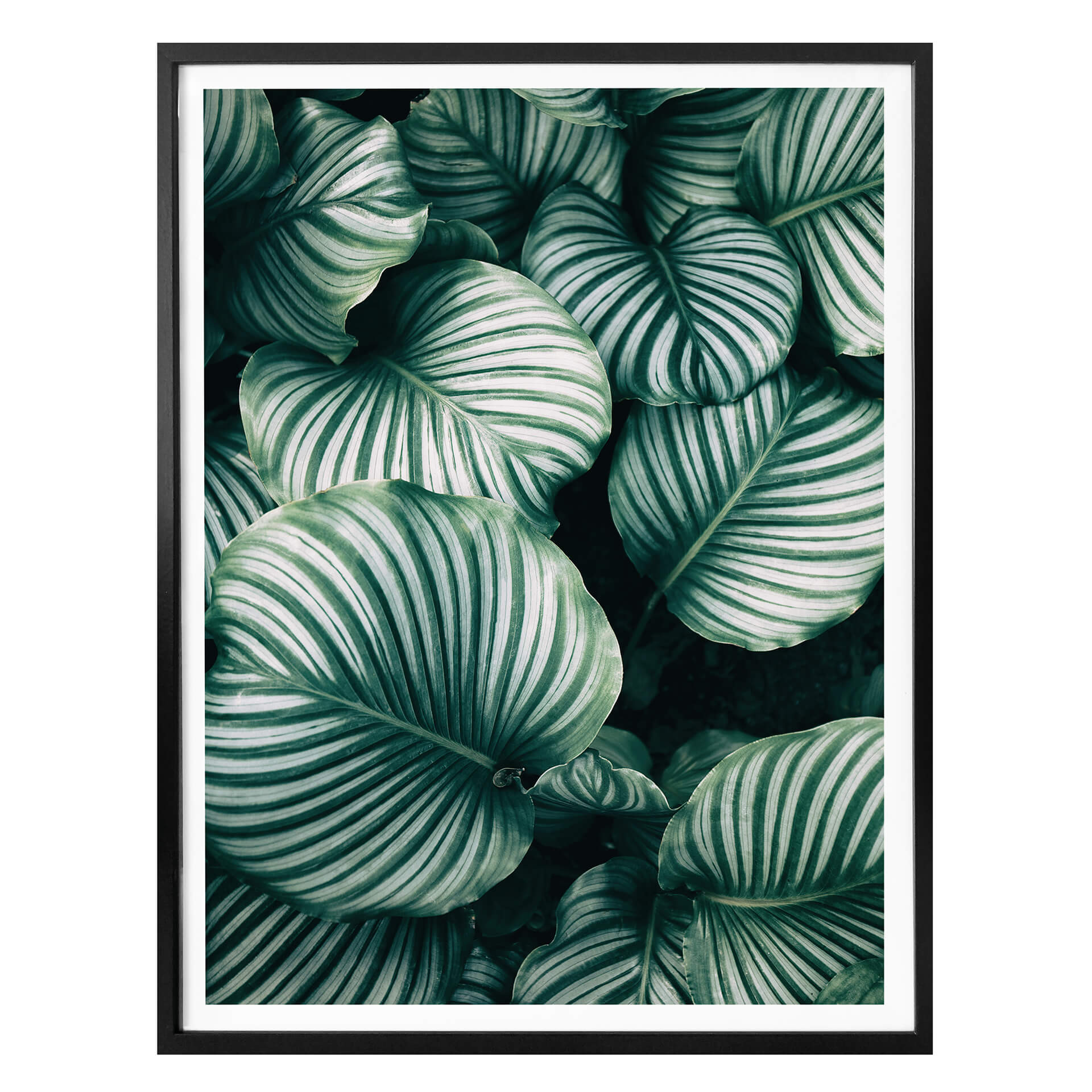 Poster - Urban Jungle - Calathea Orbifolia