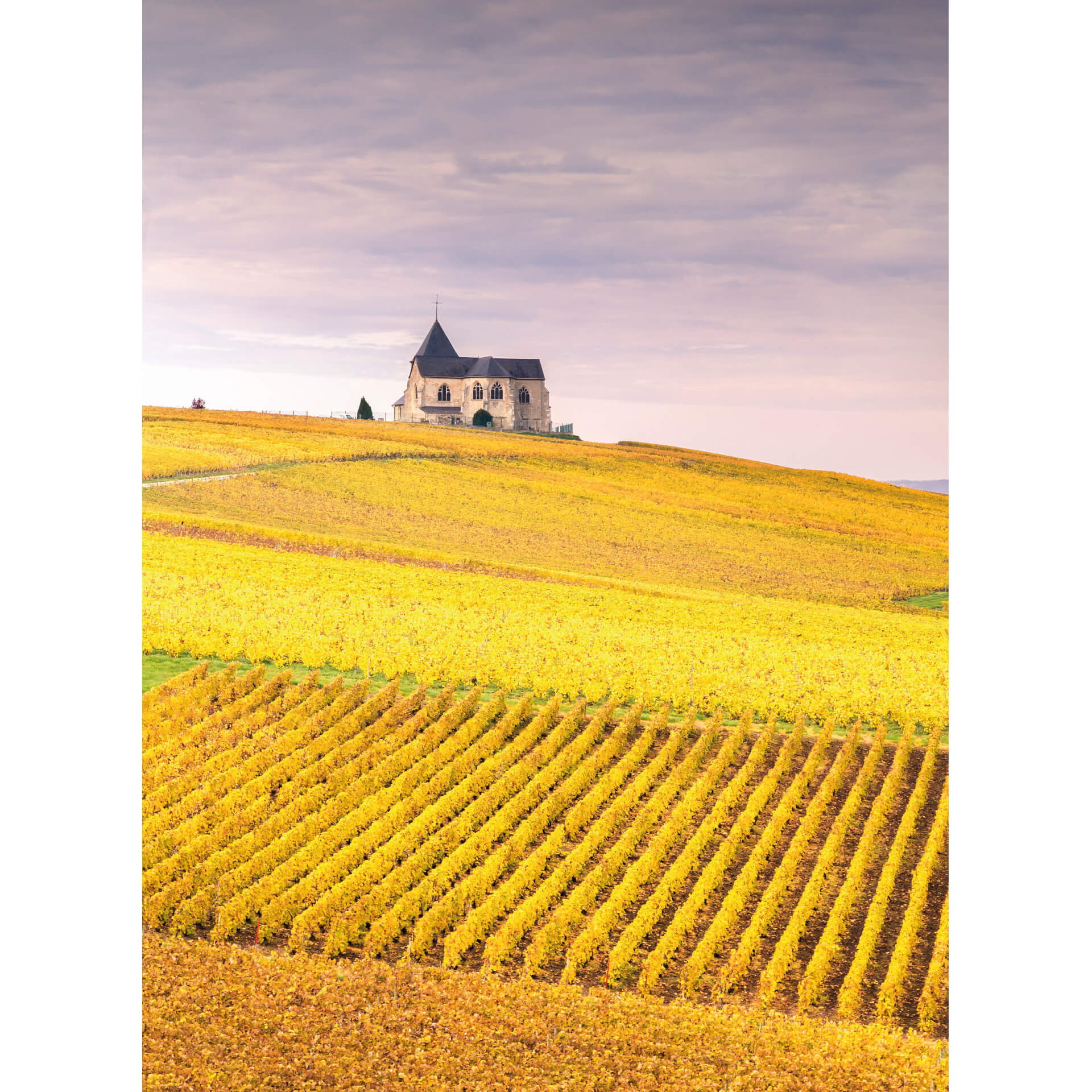Fotobehang Colombo - Vineyards