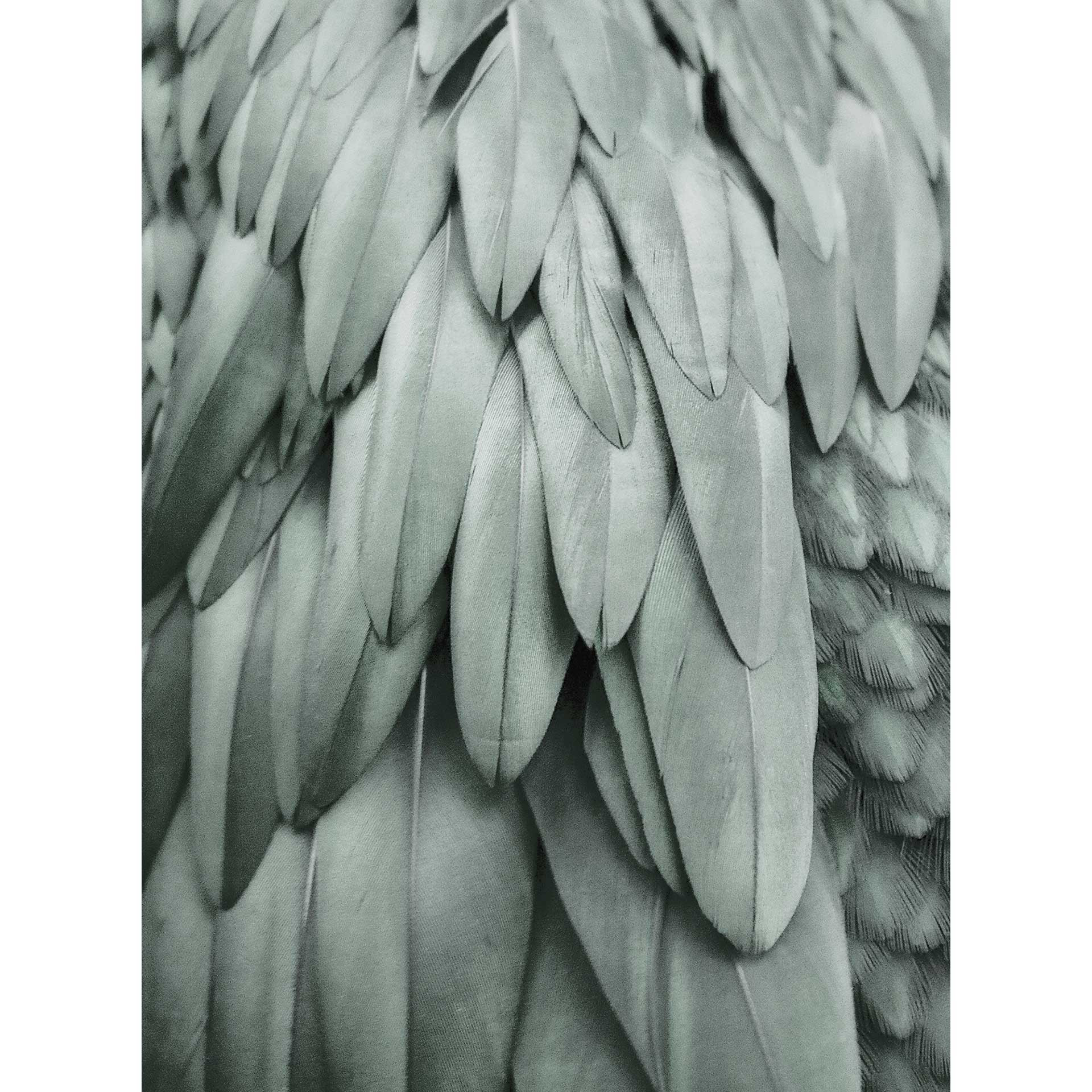 Livingwalls Fotobehang ARTist Palm Feathers