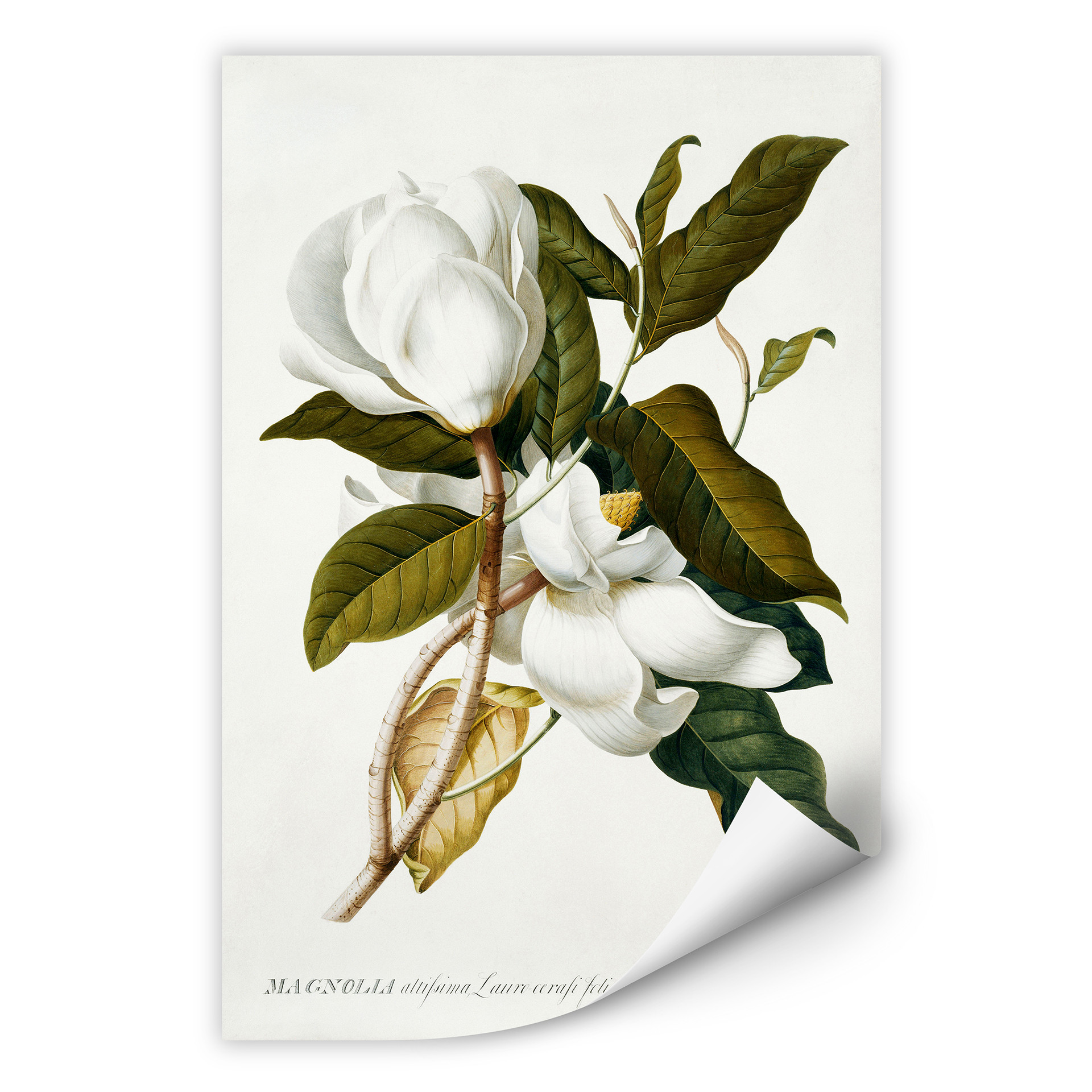 Wallprint W - Ehret - Magnolie