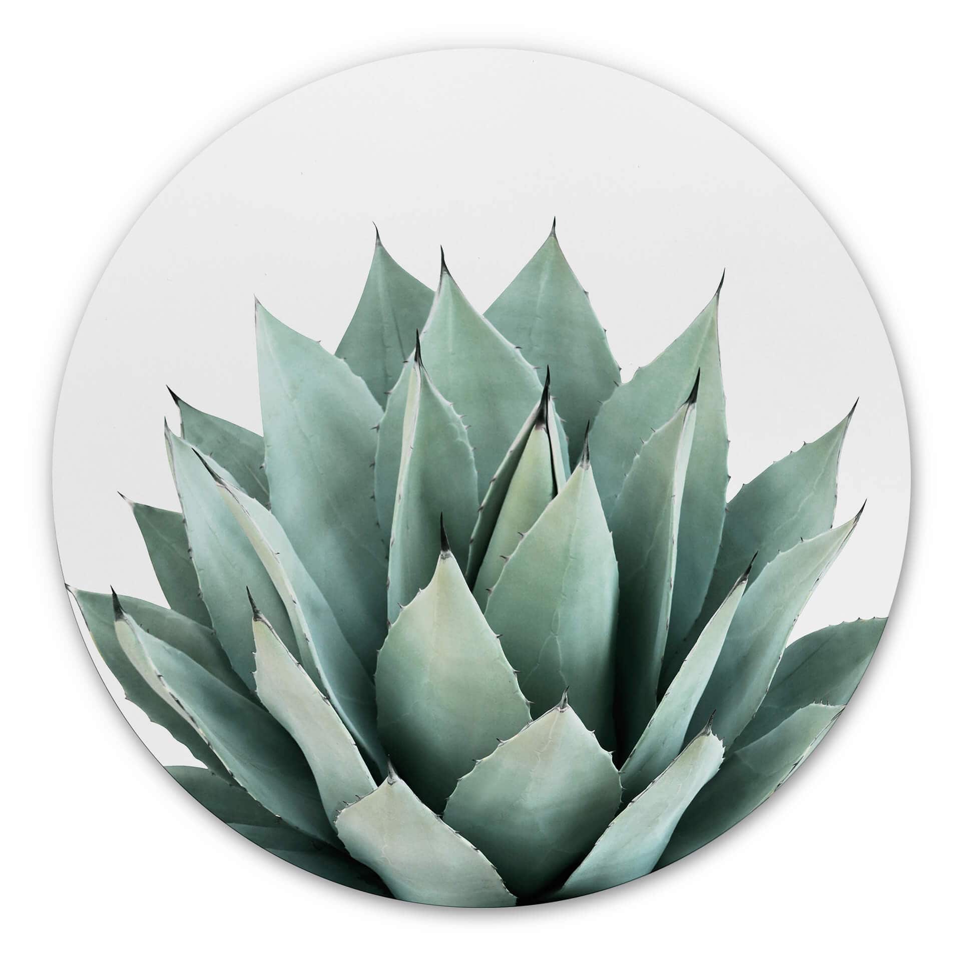 Wandcirkel Sisi & Seb - Succulents