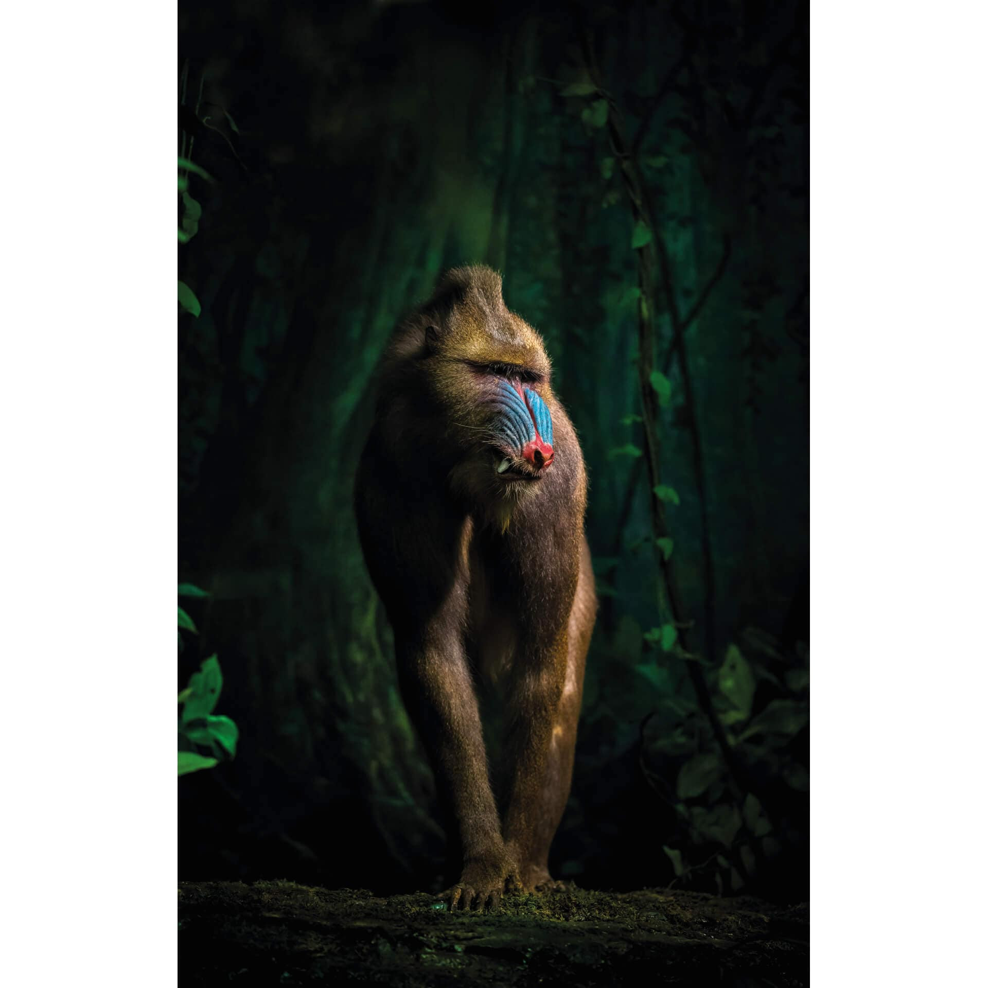 Fotobehang Yunta - In the Jungle