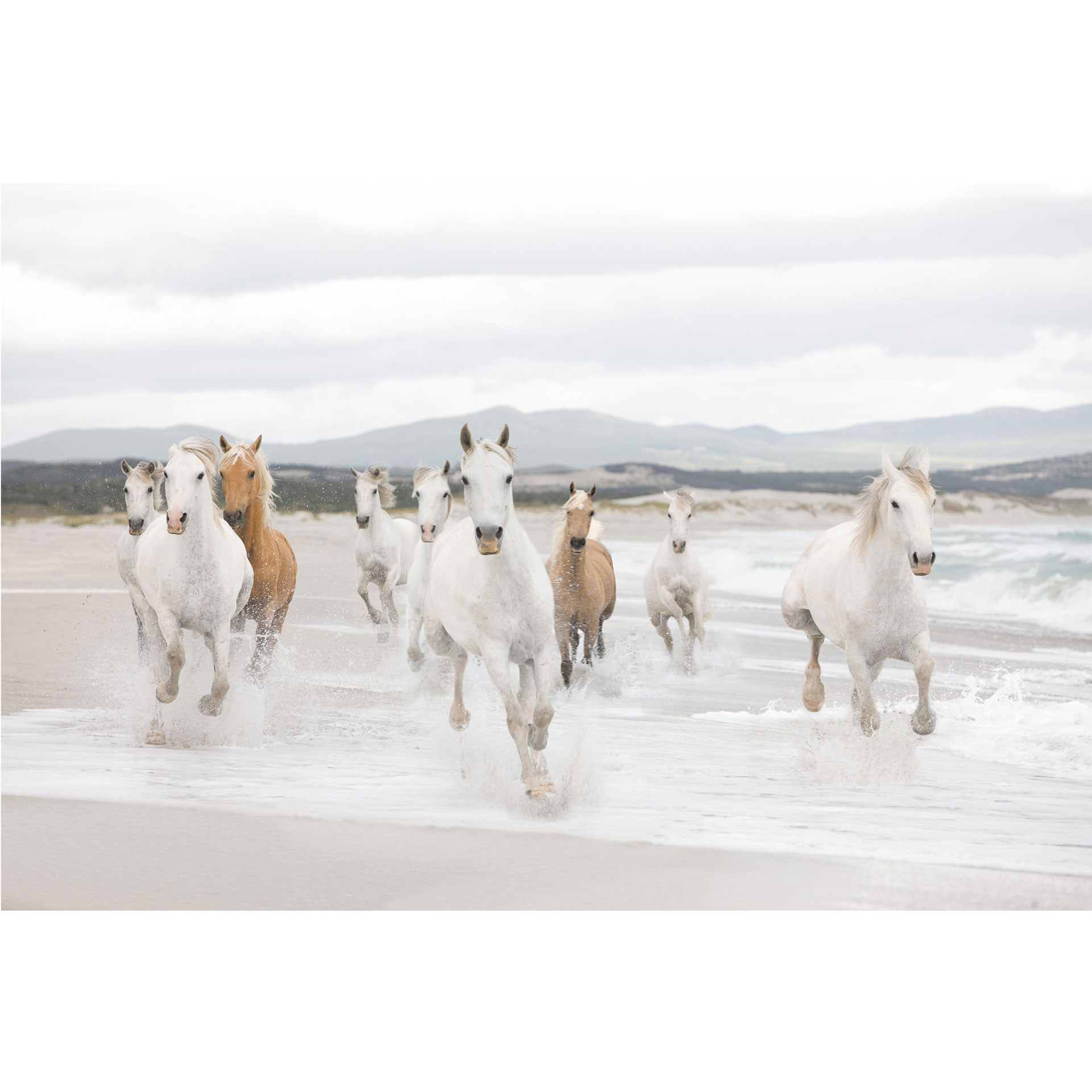Fotobehang Papierbehang White Horses