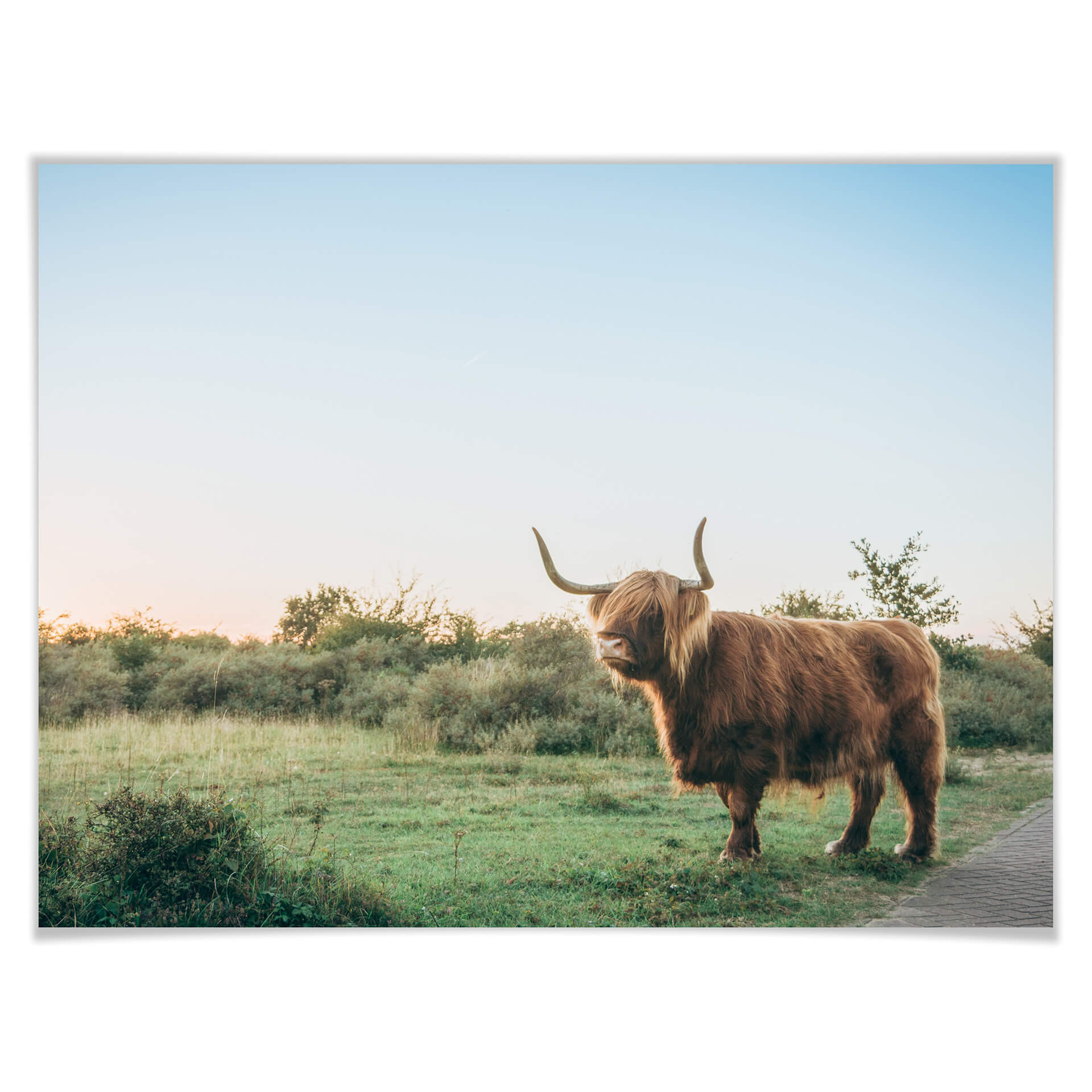 Plakat Highland Cow 01
