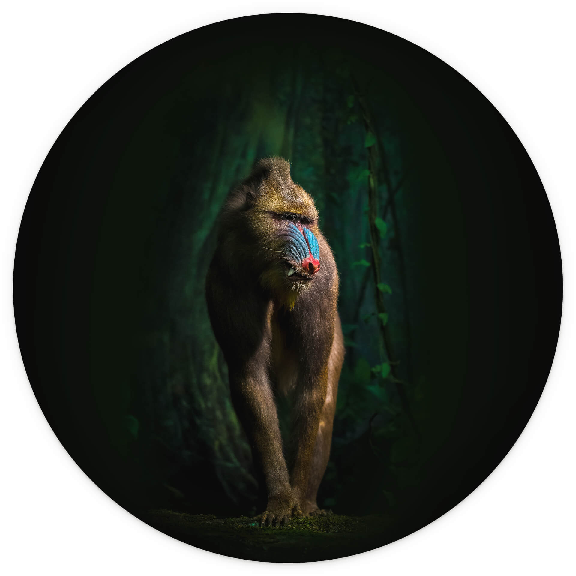 Behangcirkel Yunta - In the Jungle - vliesbehang/zelfklevend vliesbehang