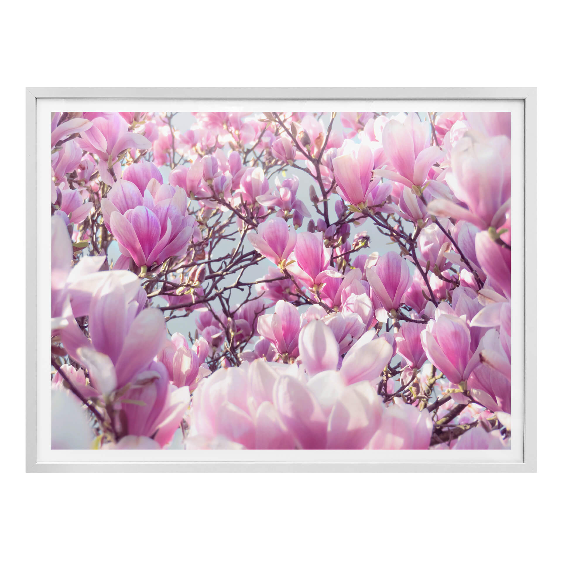 Plakat Delgado - Drzewo magnolii