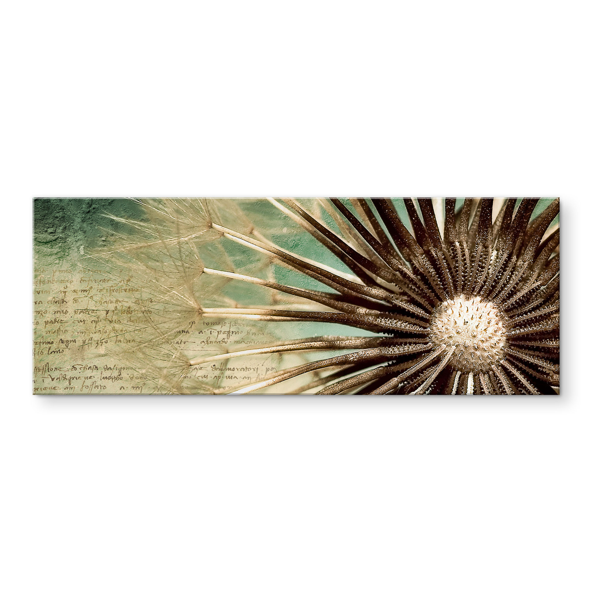 Acrylglasbild Pusteblumen-Poesie - Panorama