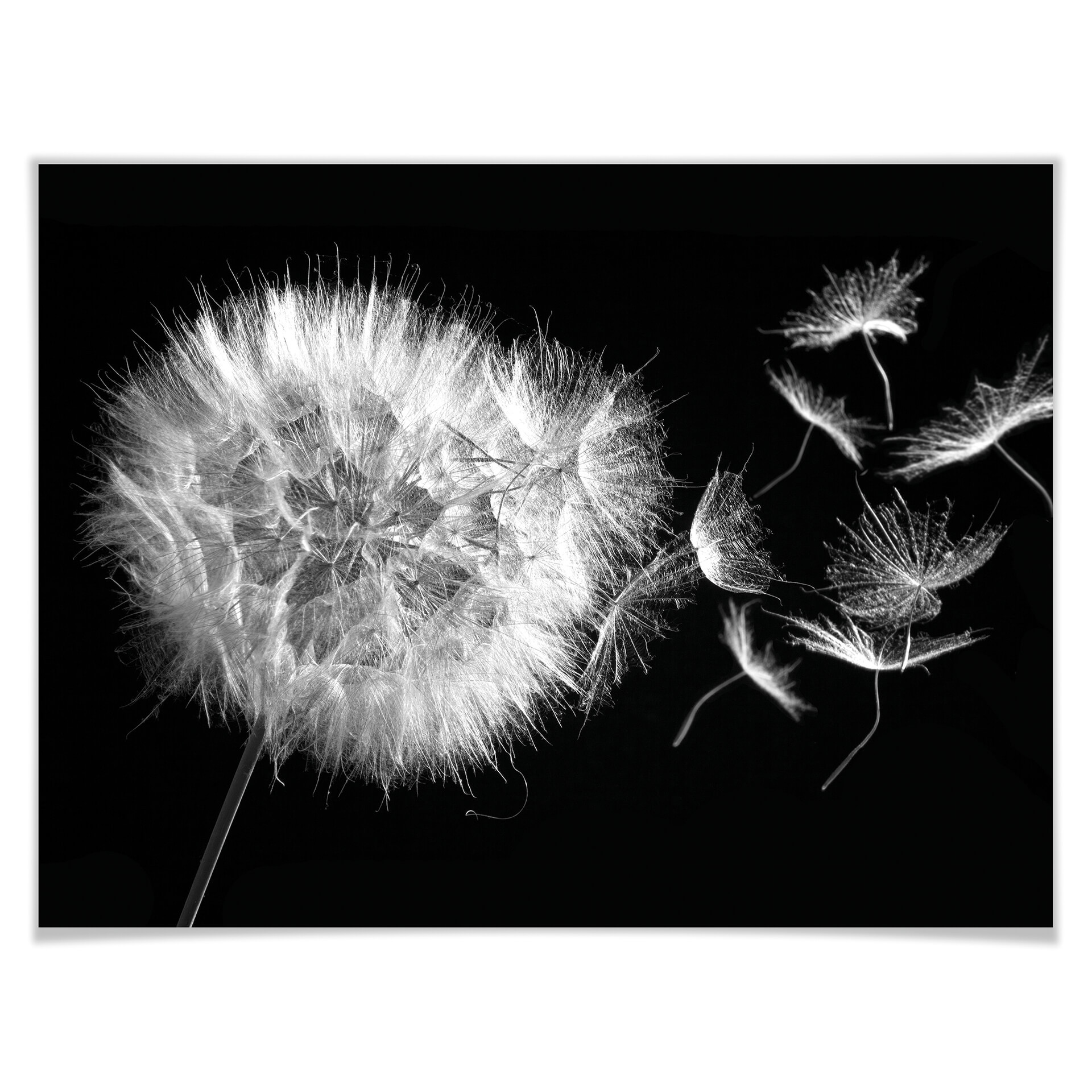 Plakat Dandelion