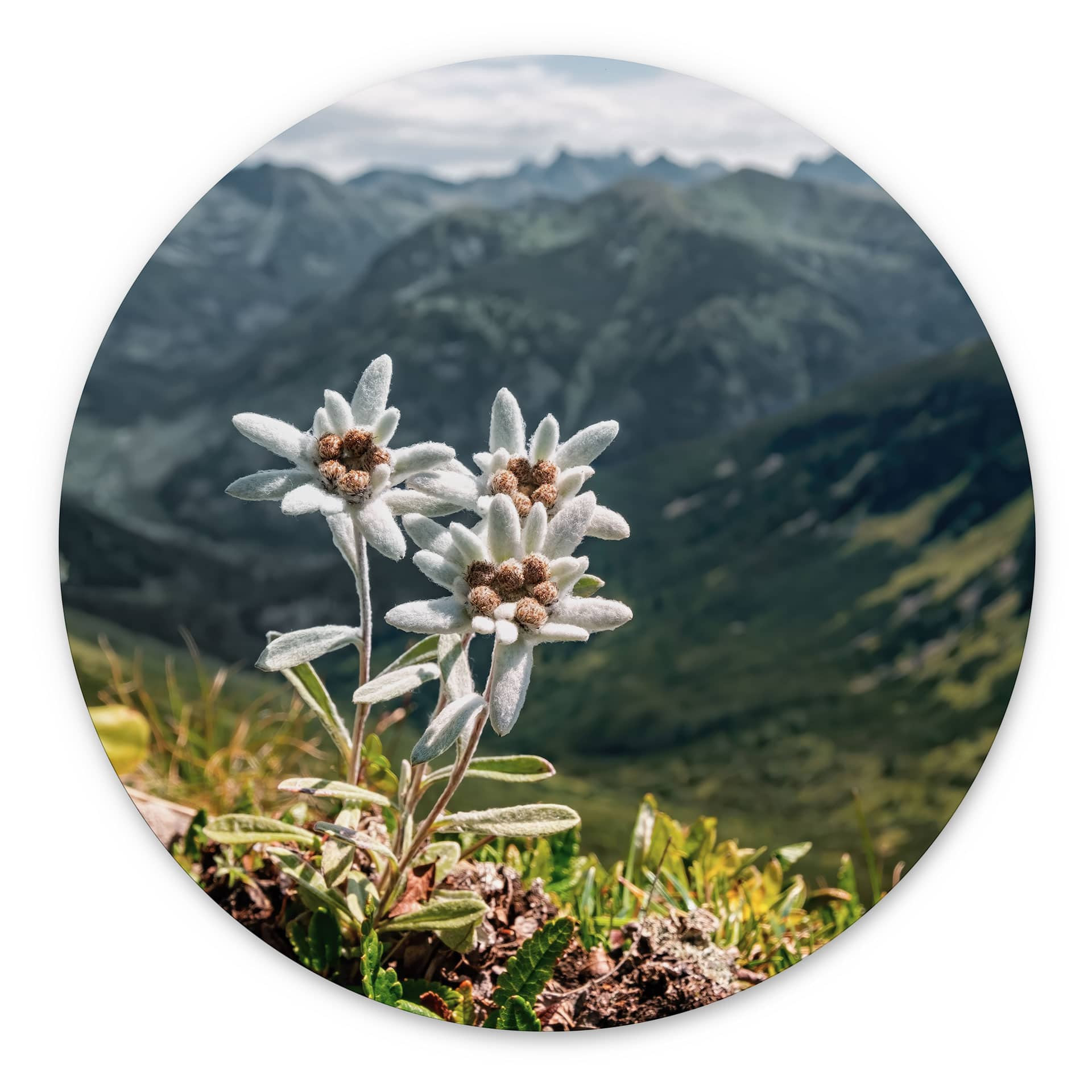 Wandbild Weißer Alpen-Edelweiß auf dem Berg - Alu-Dibond - Rund