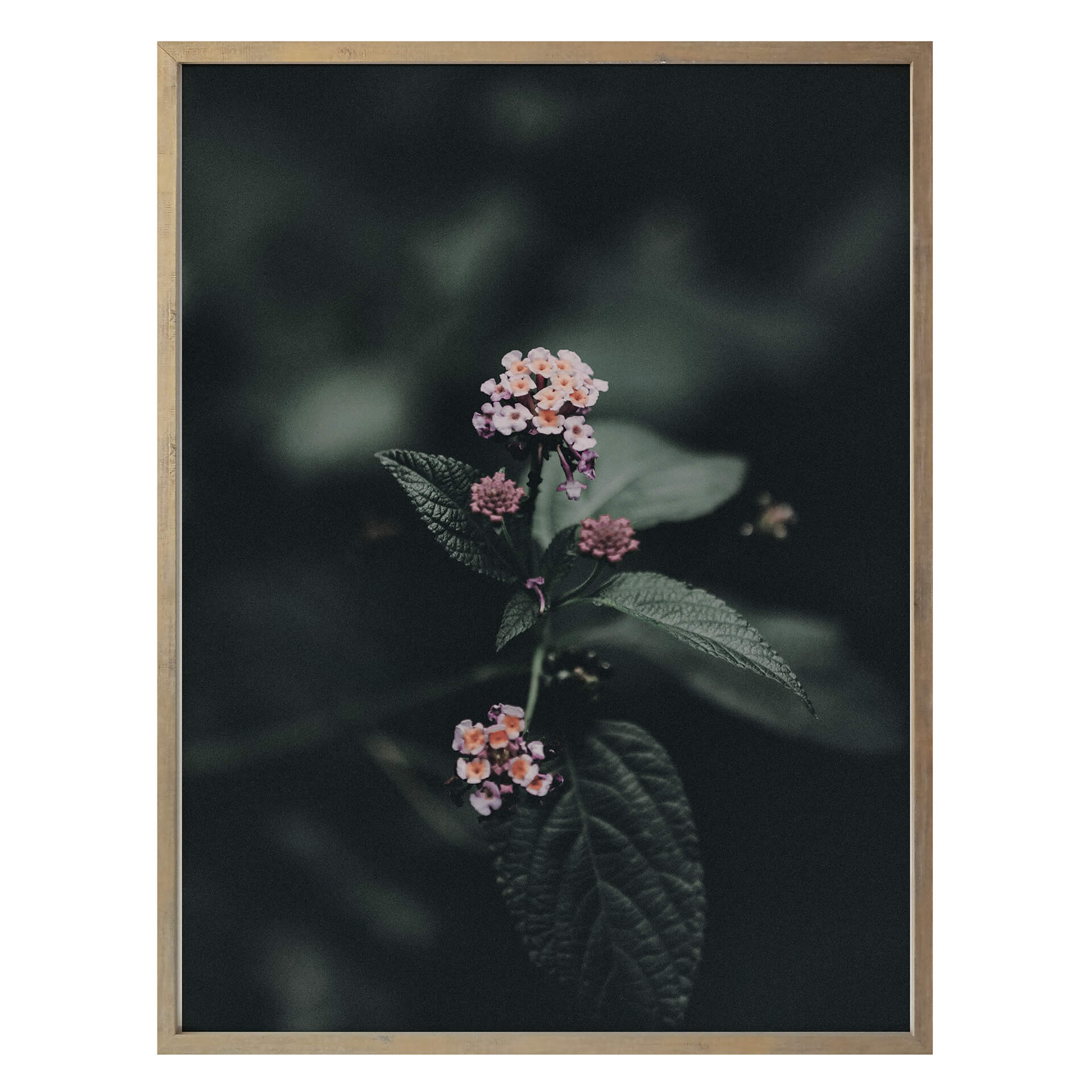 Poster Zarte rosa Blüte