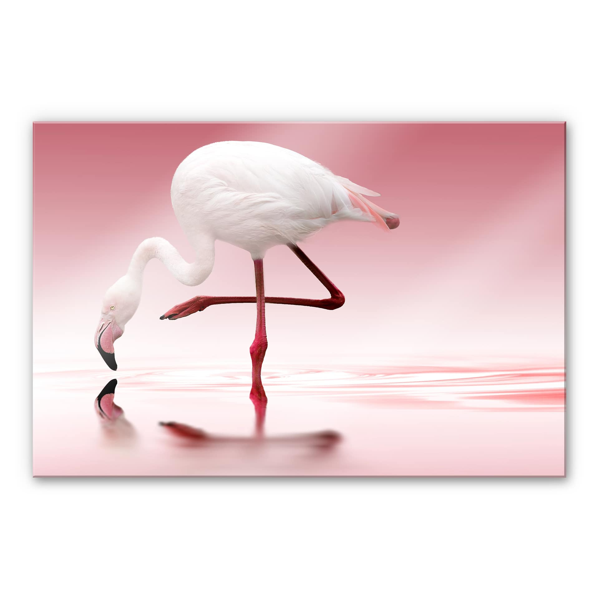 Akrylbillede Reindl - Pink Flamingo