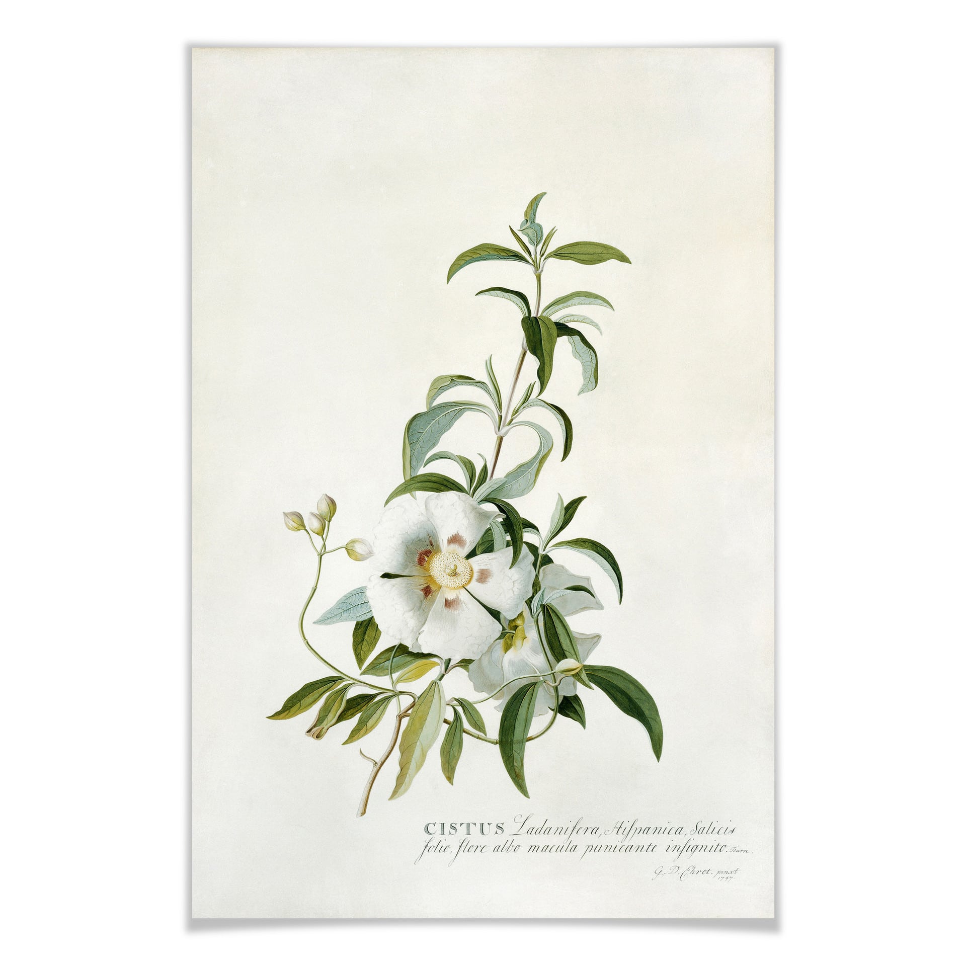 Poster Ehret - Zistrose